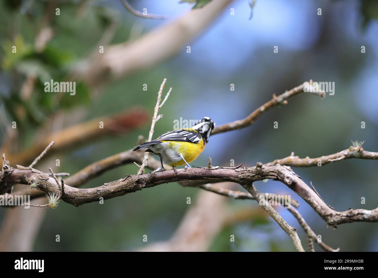 Jamaican spindalis or Jamaican Stripe-headed Tanager (Spindalis nigricephala) in Jamaica Stock Photo