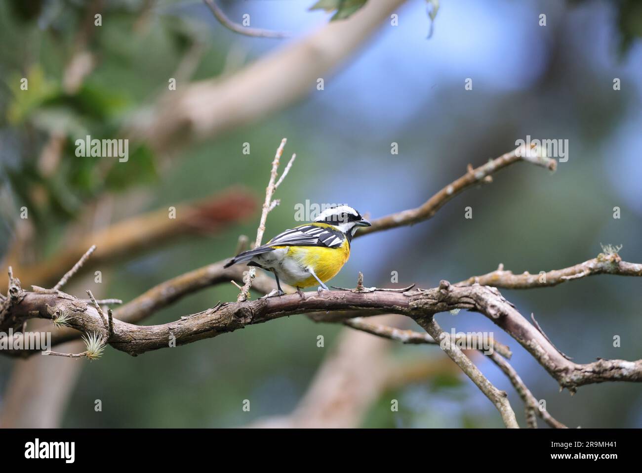 Jamaican spindalis or Jamaican Stripe-headed Tanager (Spindalis nigricephala) in Jamaica Stock Photo