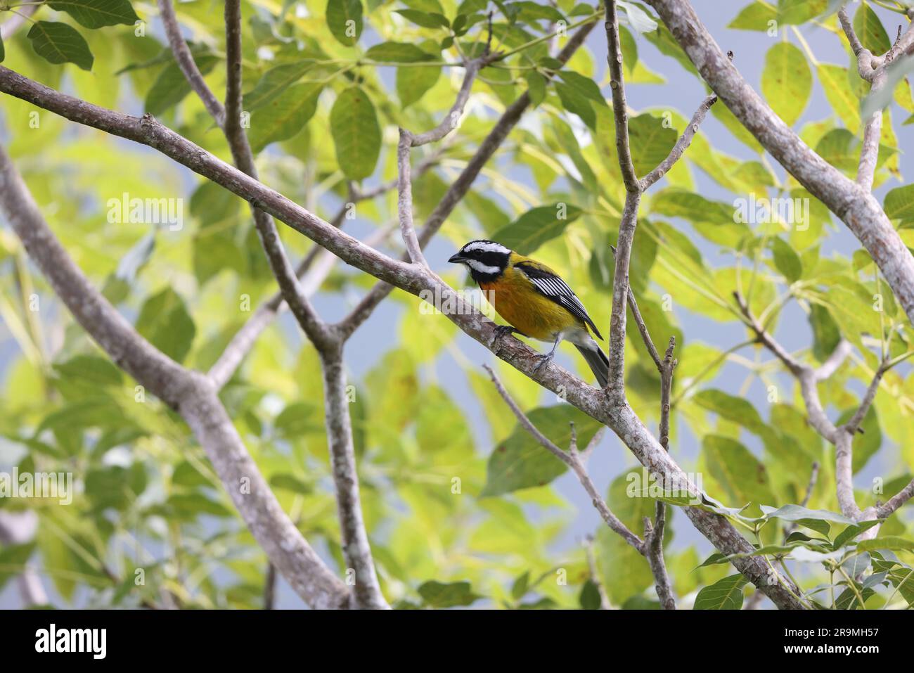 Jamaican spindalis or Jamaican Stripe-headed Tanager (Spindalis nigricephala) in Jamaica Stock Photo