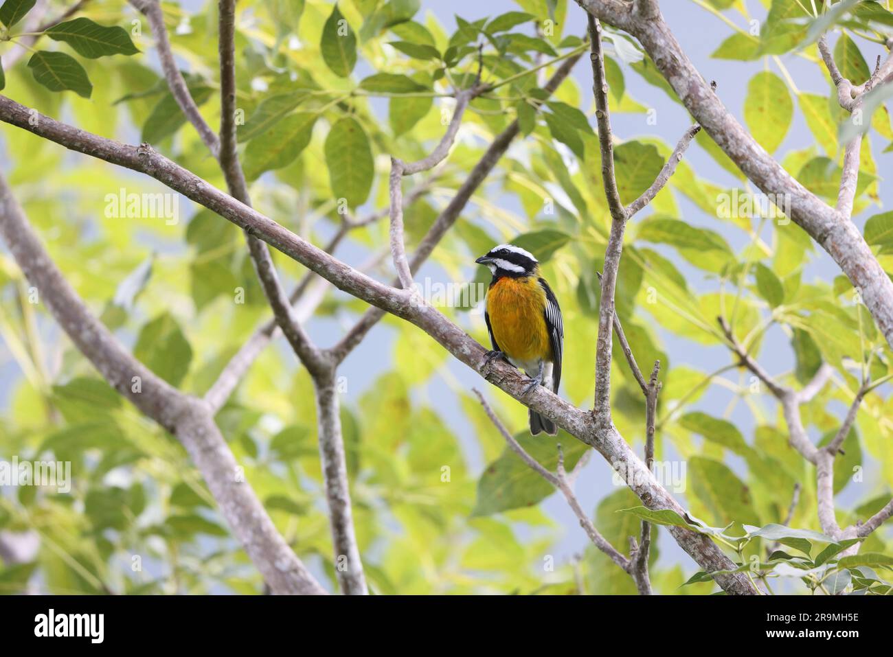 Jamaican spindalis or Jamaican Stripe-headed Tanager (Spindalis ...