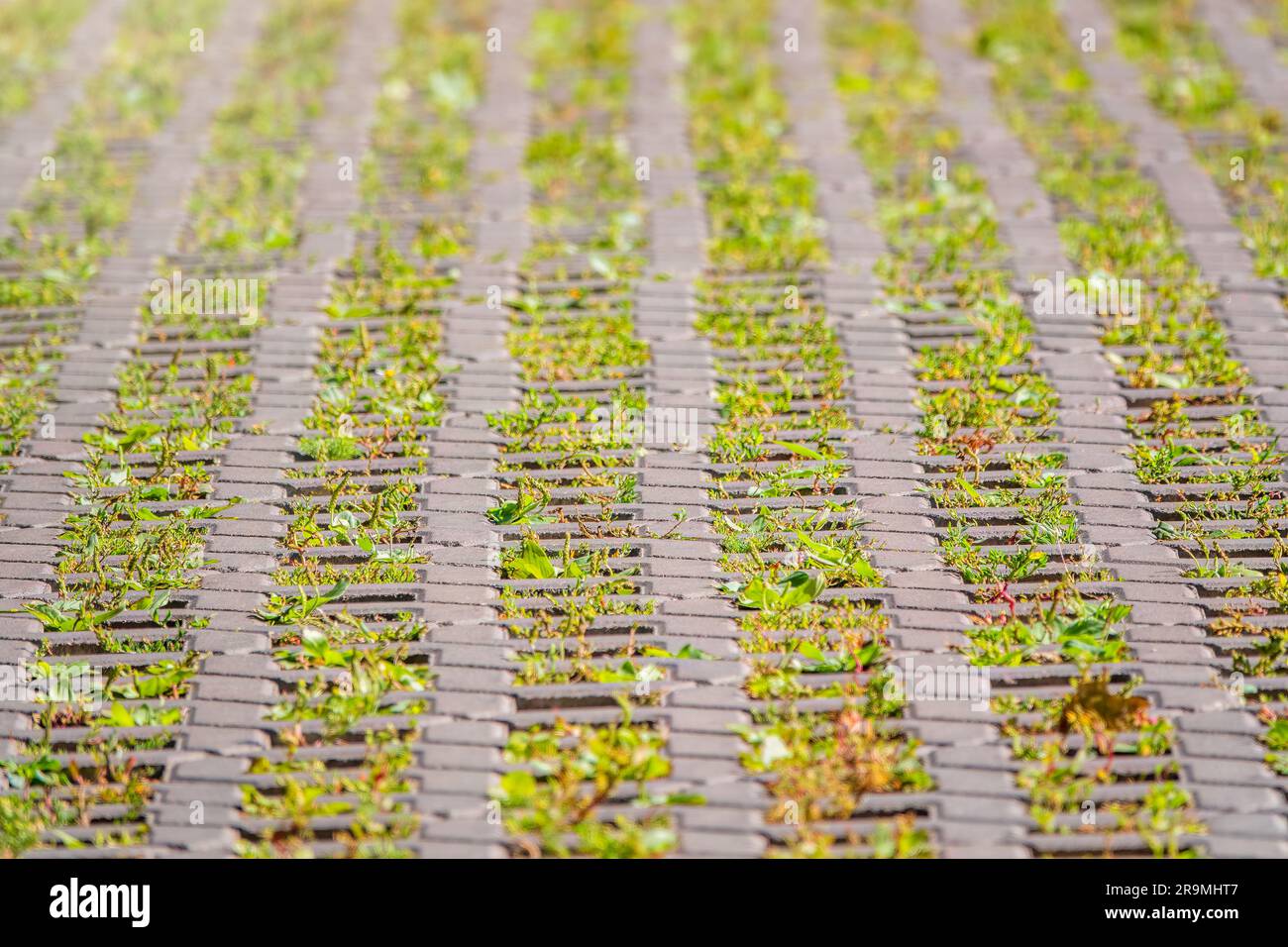 Green grass growing through the cobble stones, outdoor garden flooring