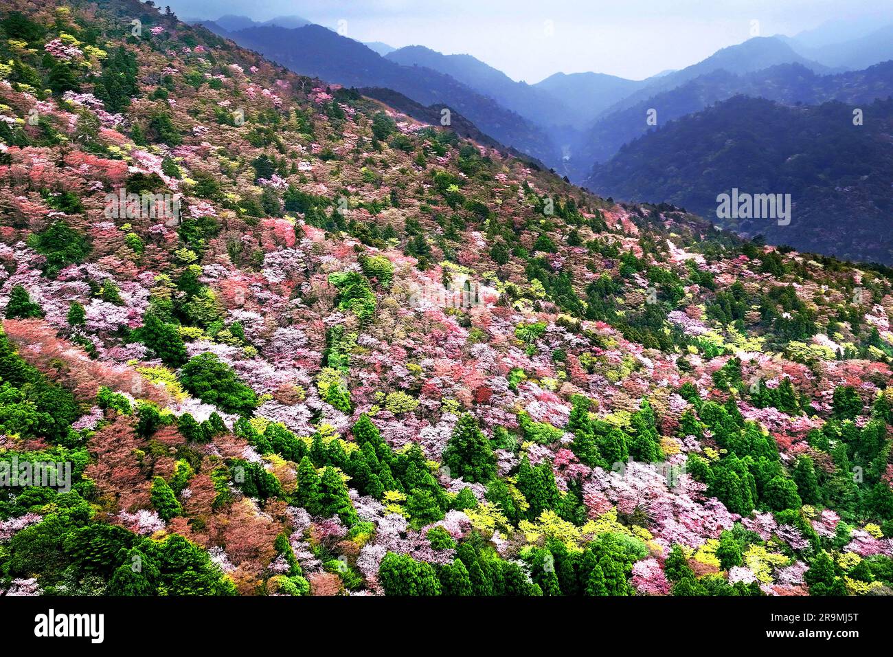 Pink flowers of Yamazakura cherry blossoms and fresh green leaves