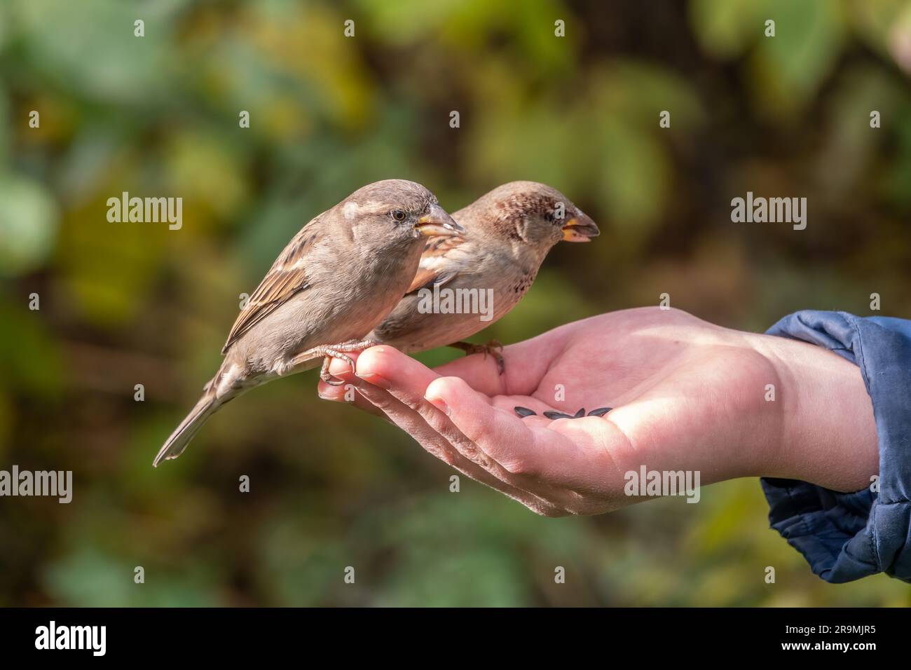 The boy feeds the birds with seeds from his hand. Sparrow eats seeds