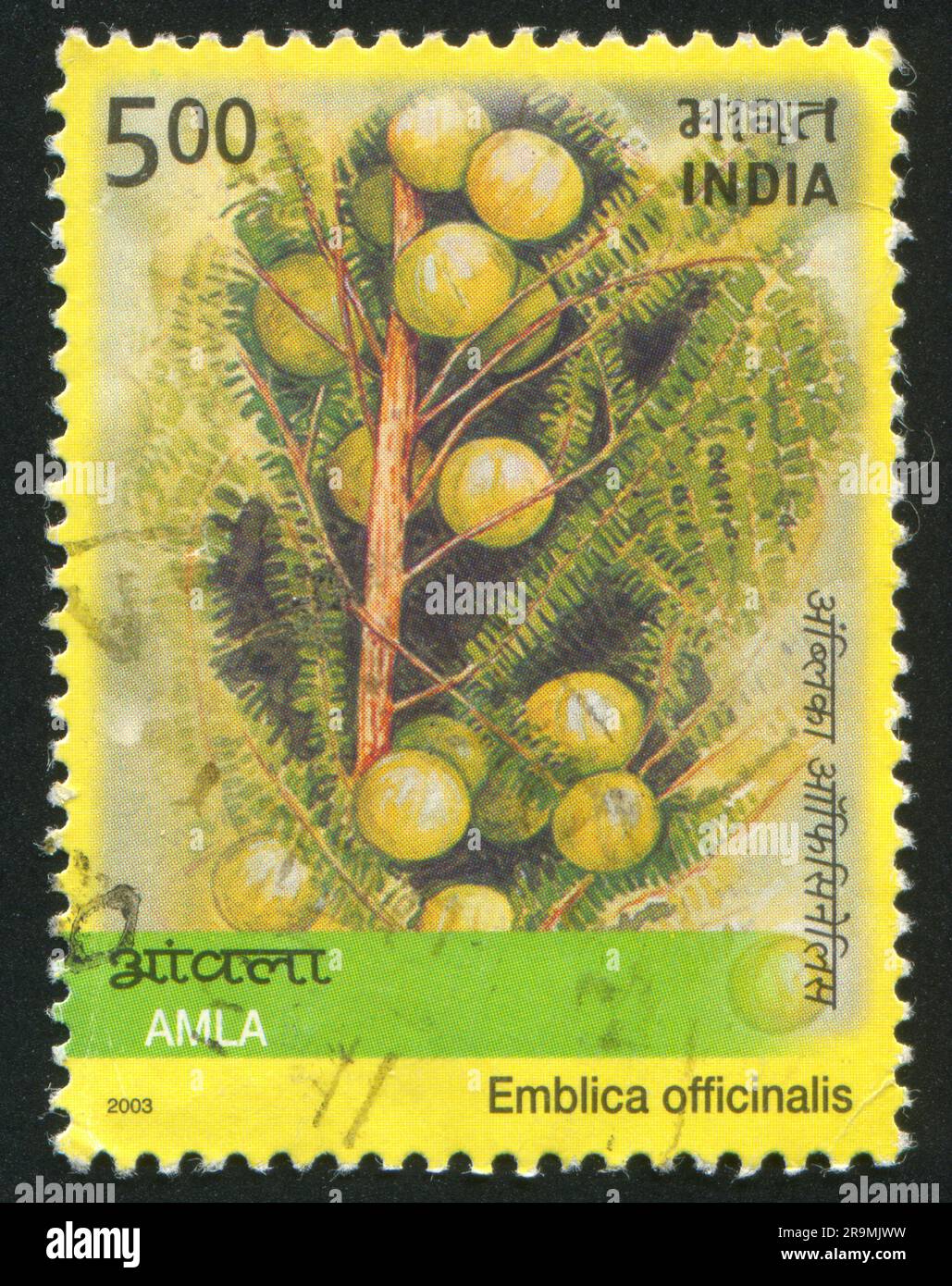 INDIA - CIRCA 2003: stamp printed by India, shows plant Emblica officinalis, circa 2003 Stock Photo