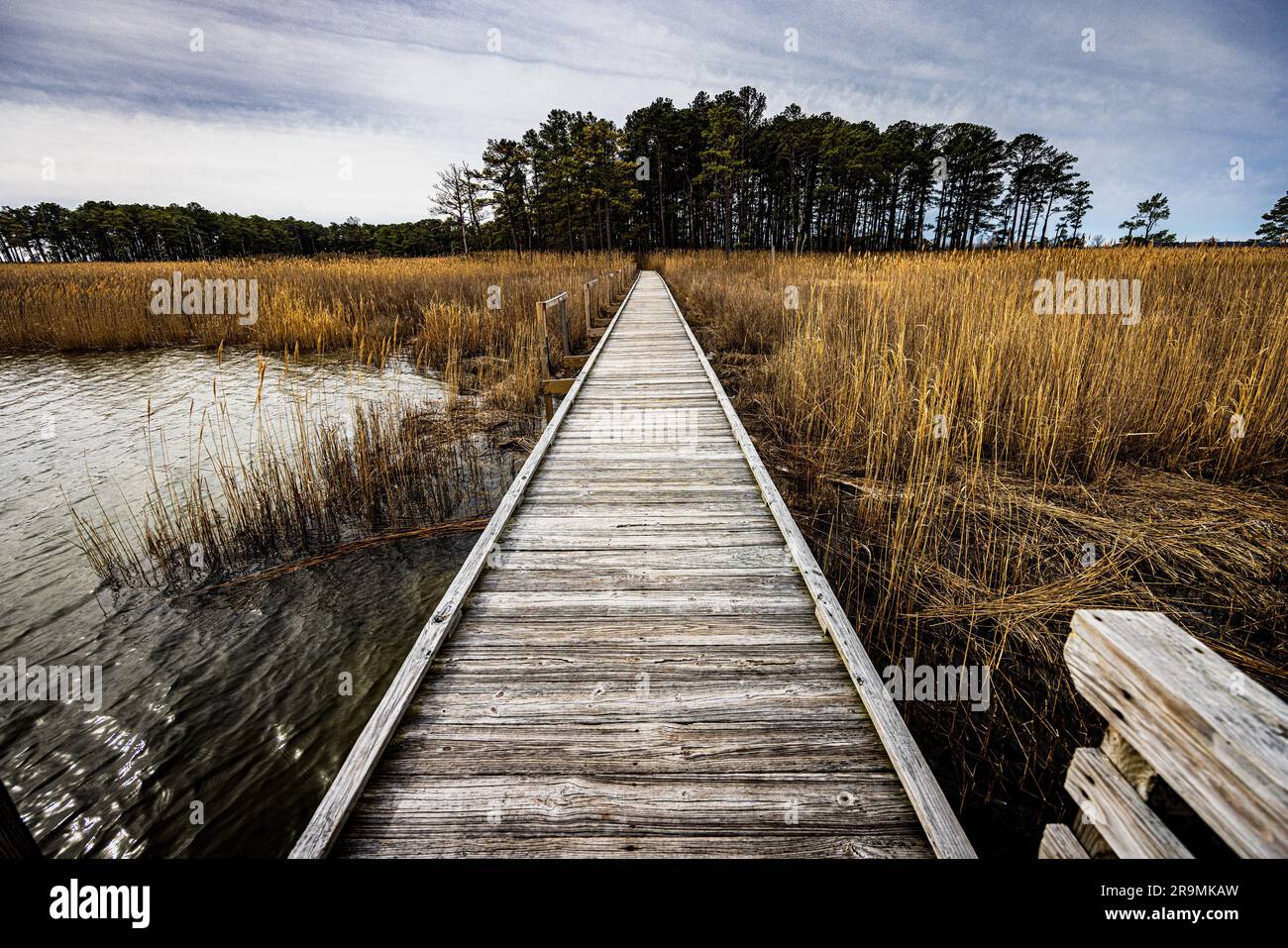 A wooden boardwalk stretching through - A Wooden Boardwalk Stretching Through A Swampy Marshland In The Chesapeake Bay The United States 2R9MKAW 