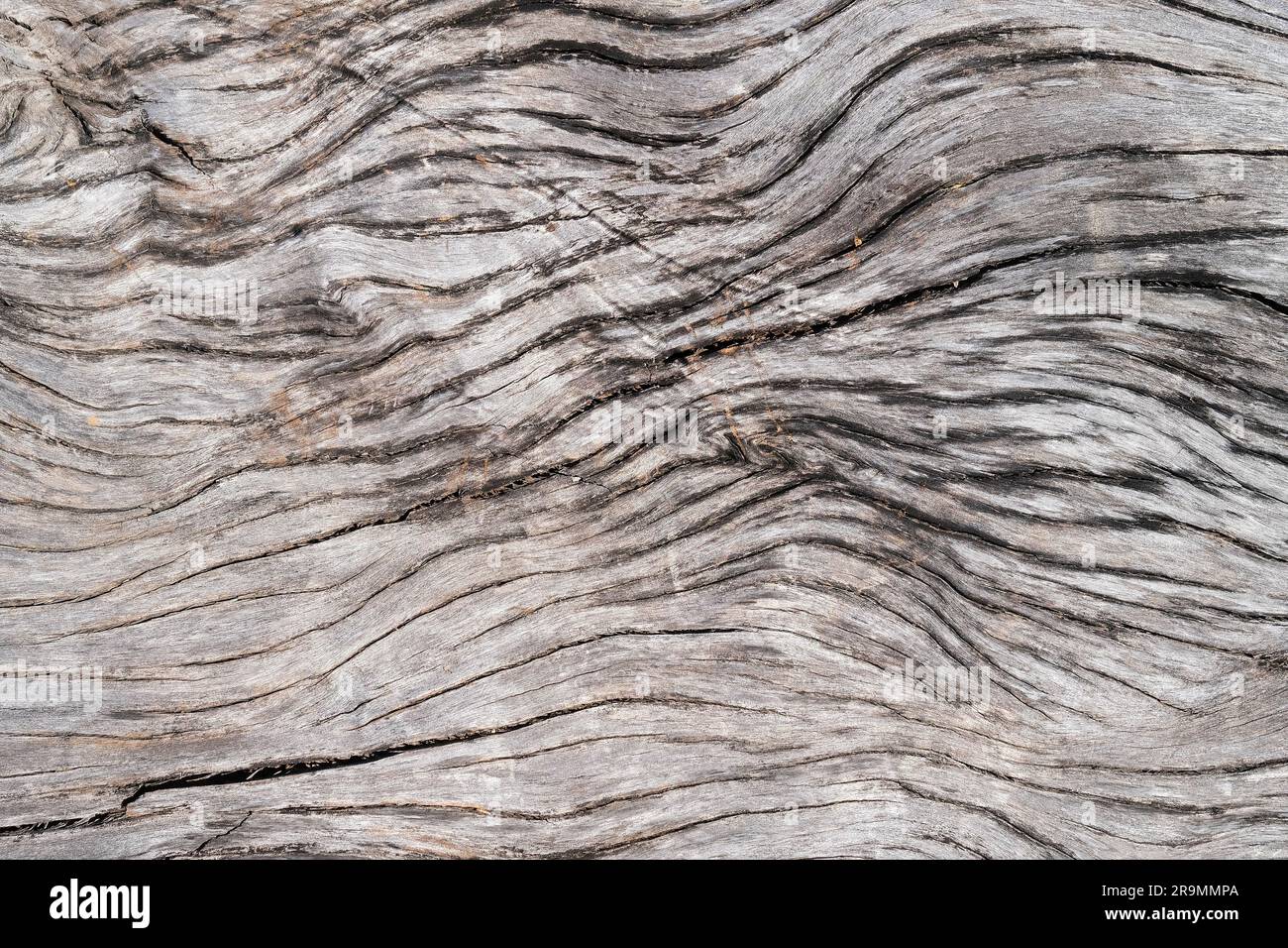 Sun-bleached dry driftwood close up Stock Photo