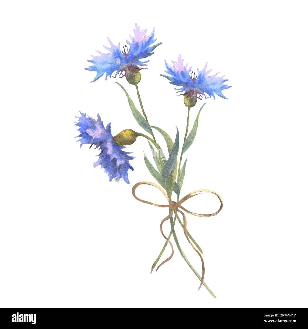 Watercolor botanical illustration, wild flowers bouquet with blue Cornflower herb and bow, isolated on white background. For decoration of frames Stock Photo