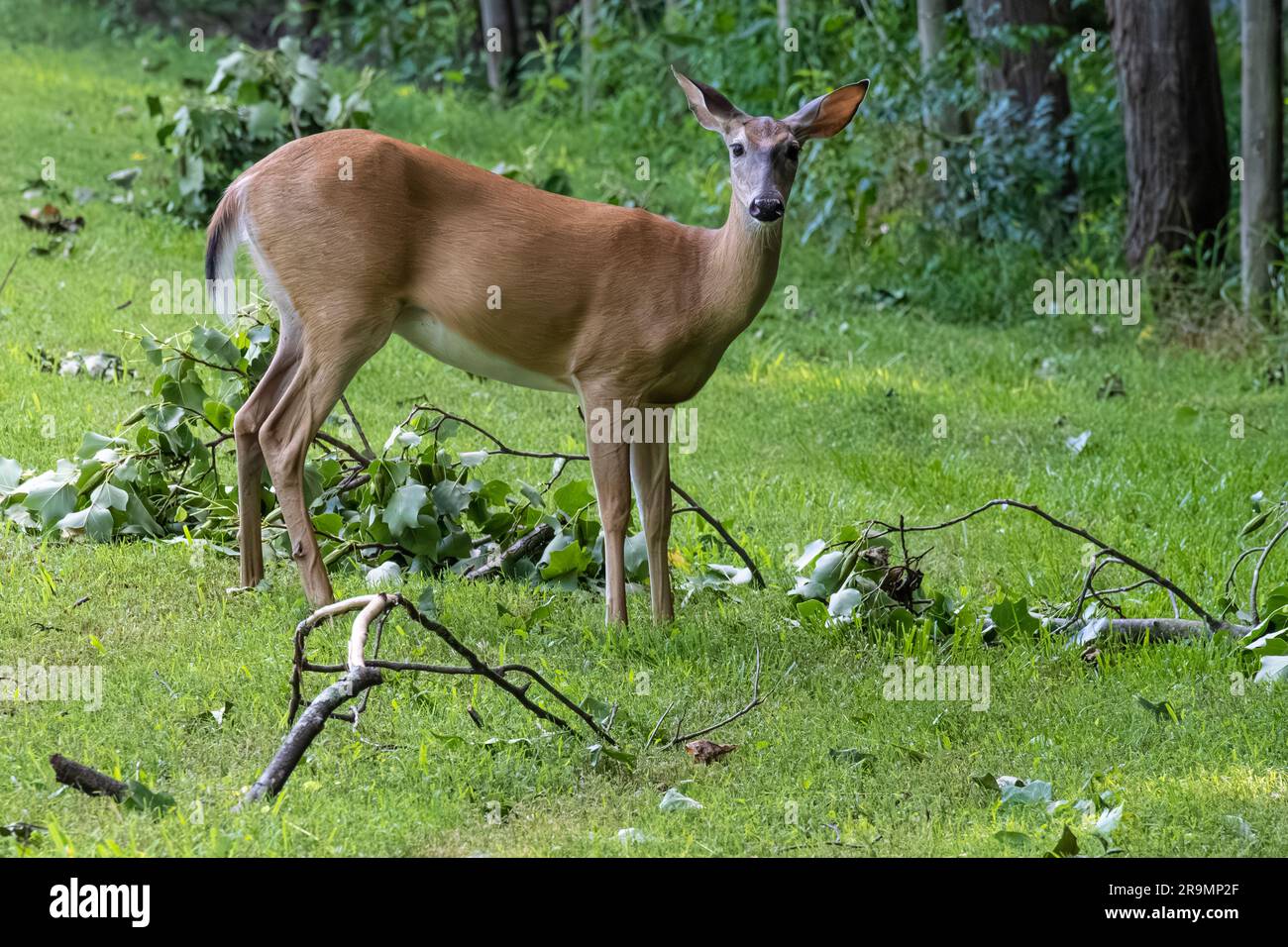 White-tailed deer (Odocoileus virginianus) on the grounds of historic McDaniel Farm in Duluth, Georgia. (USA) Stock Photo