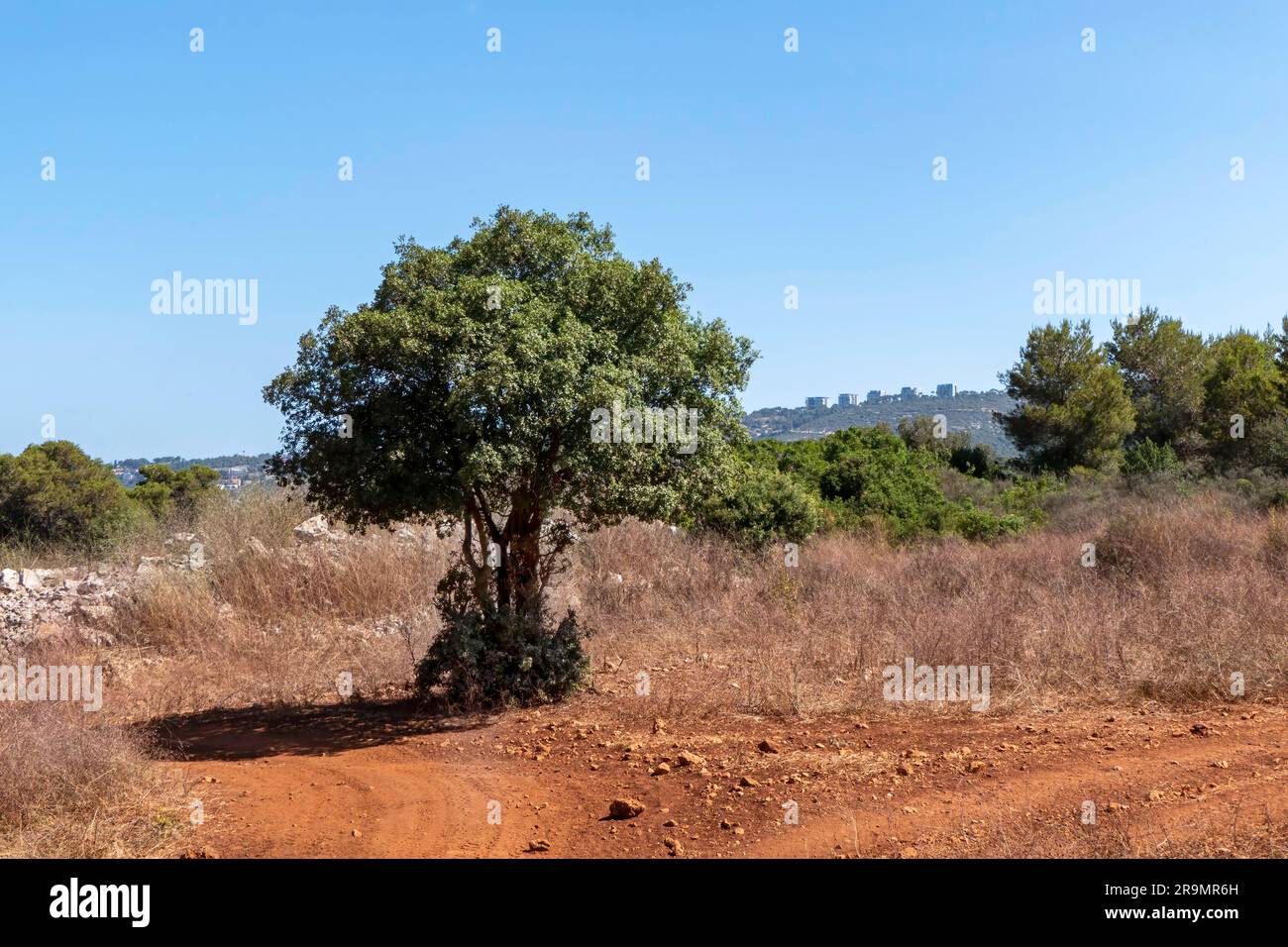 Western Galilee. National park mount Carmel. Summer season. Forest Road