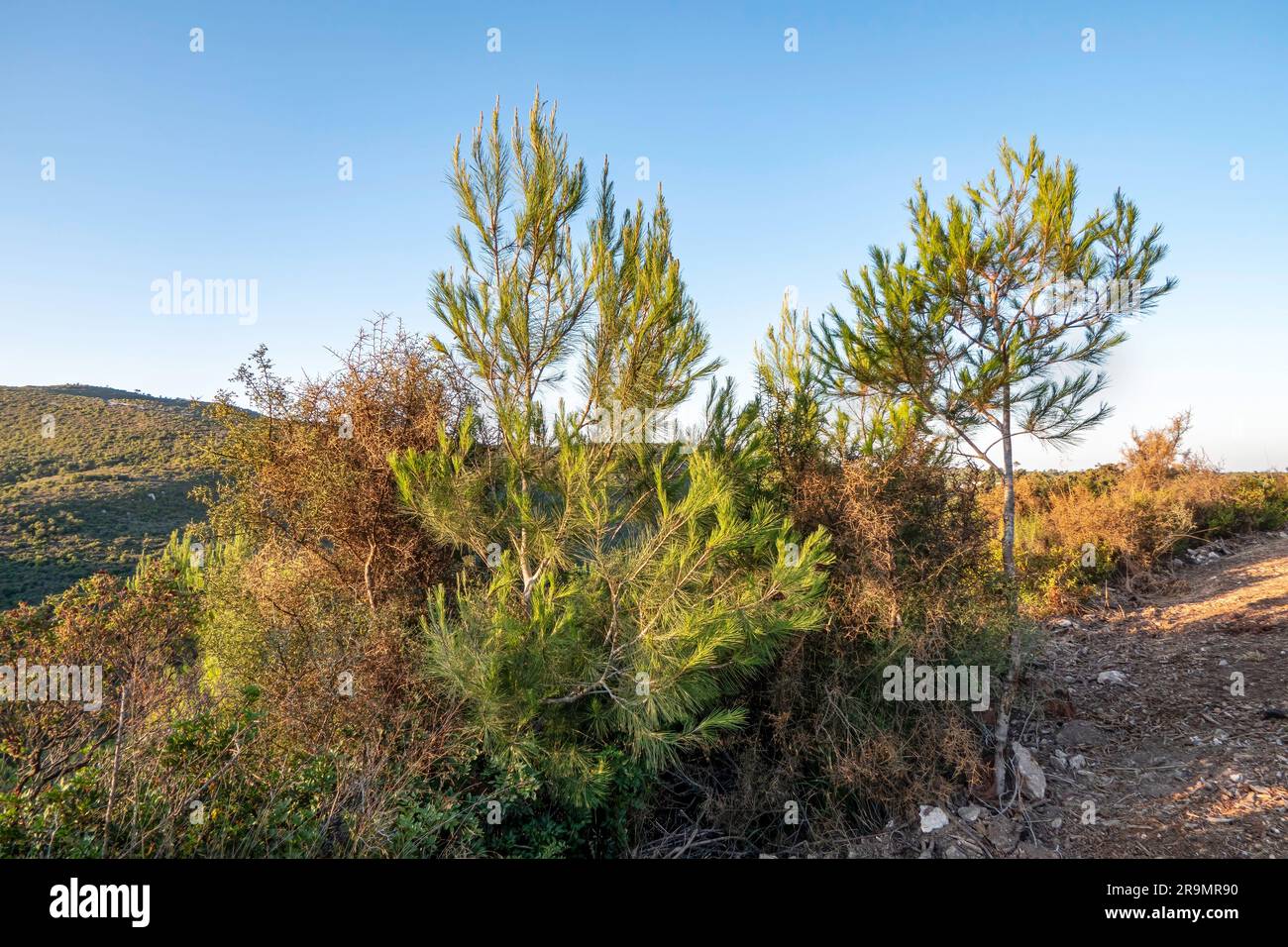 Western Galilee. National park mount Carmel. Summer season. Forest Road