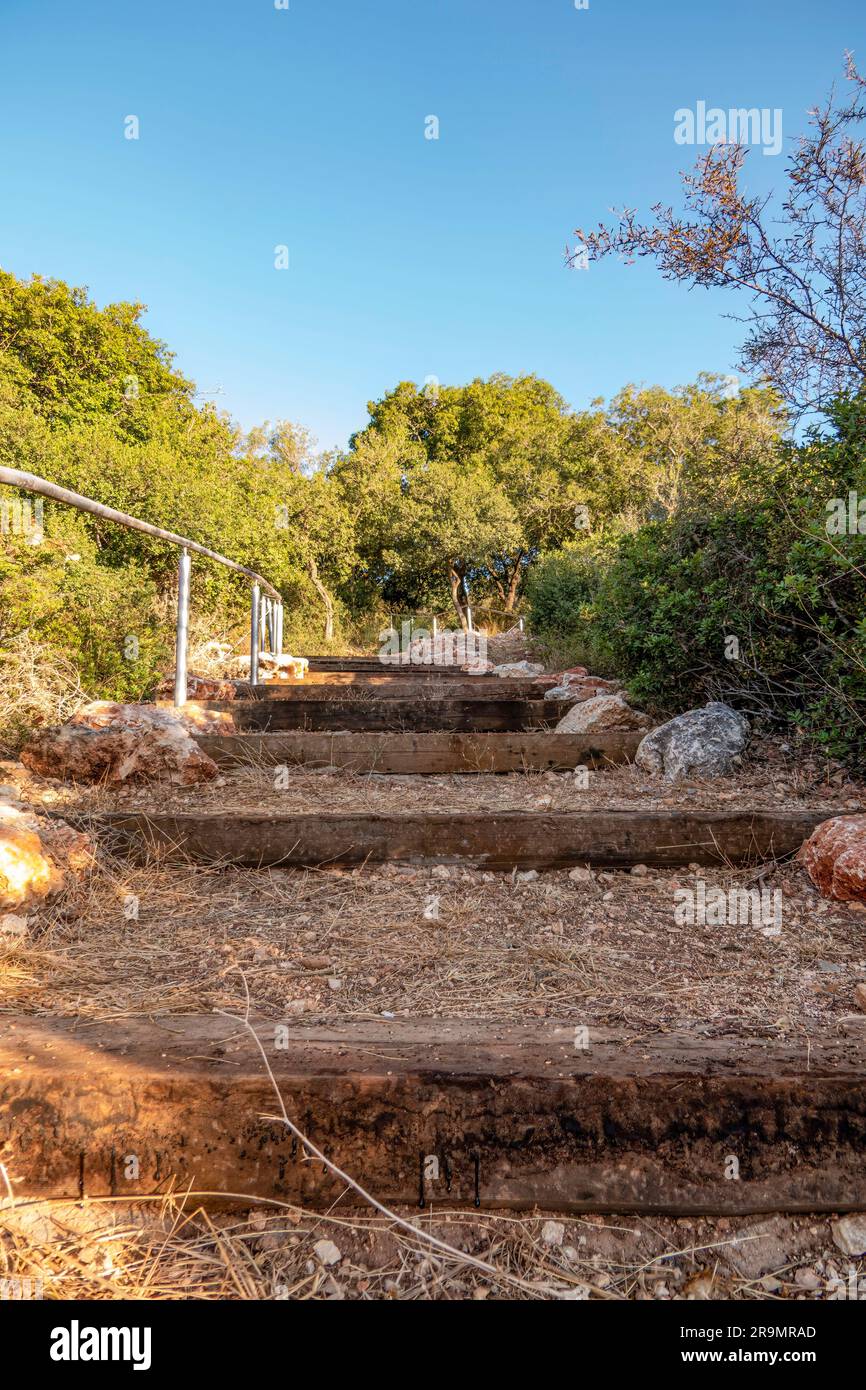 Western Galilee. National park mount Carmel. Summer season. Forest