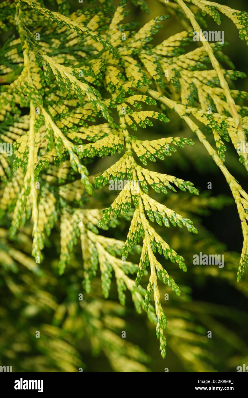 Thuja plicata Irish Gold, Western red cedar Irish Gold, evergreen conifer, drooping green foliage with yellow markings Stock Photo