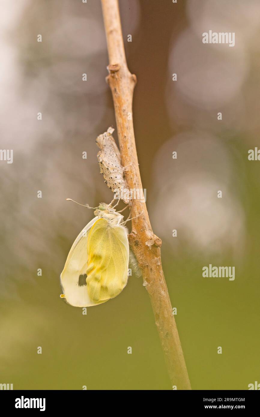 Cabbage White (Pieris brassicae) فراشة أبو دقيق الملفوف Butterfly rests on a branch Photographed in Israel in April Stock Photo