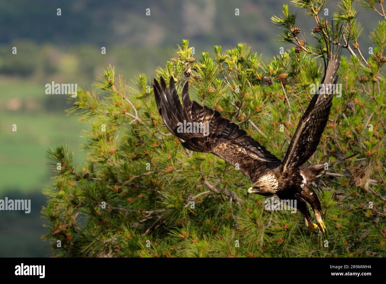 The golden eagle (Aquila chrysaetos) Photographed in the Pyrenees Mountains, Spain Stock Photo