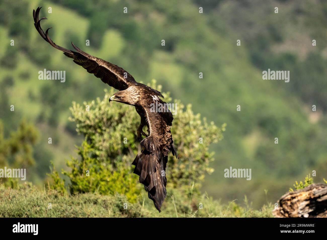 The golden eagle (Aquila chrysaetos) Photographed in the Pyrenees Mountains, Spain Stock Photo