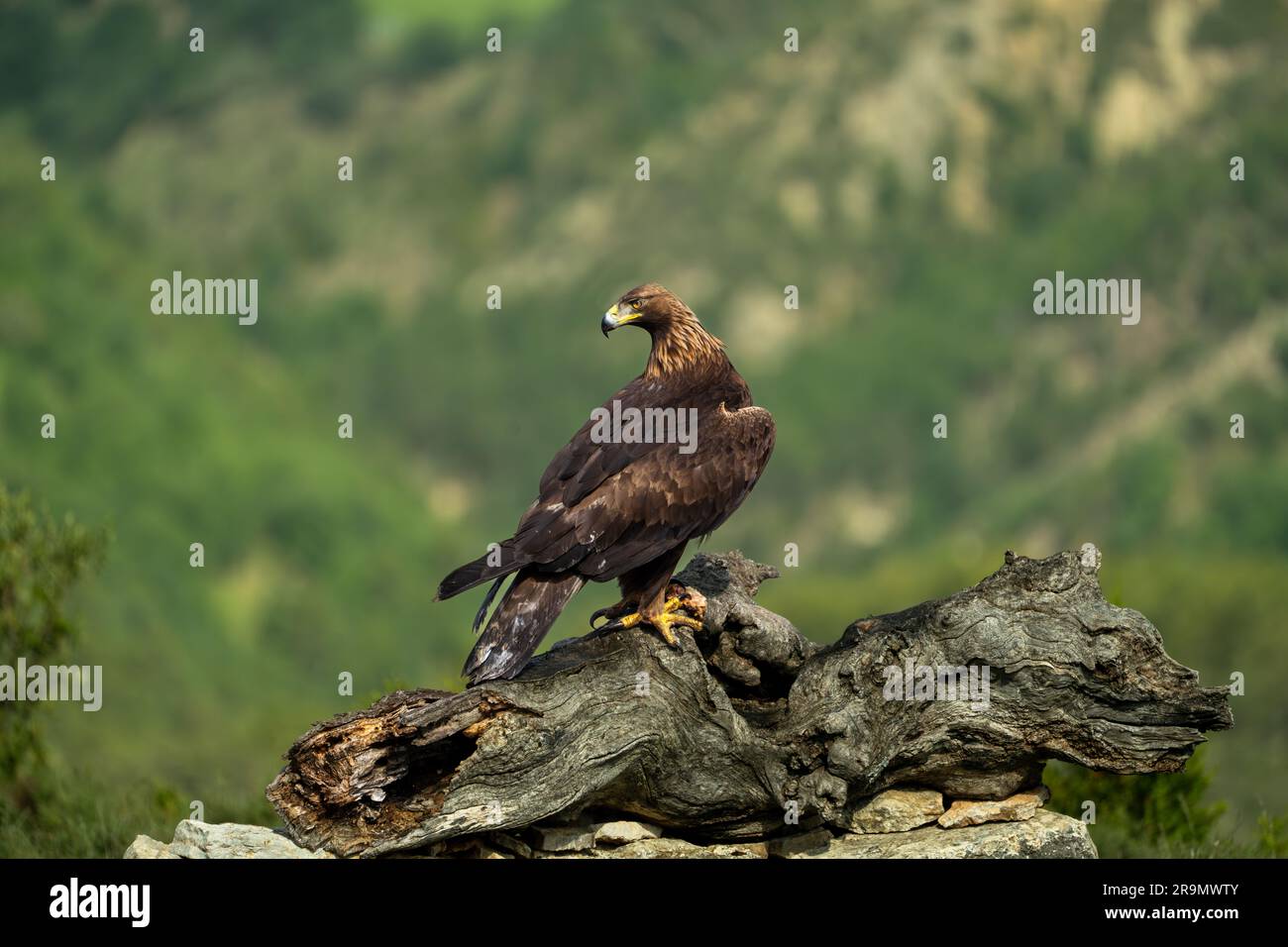 The golden eagle (Aquila chrysaetos) Photographed in the Pyrenees Mountains, Spain Stock Photo