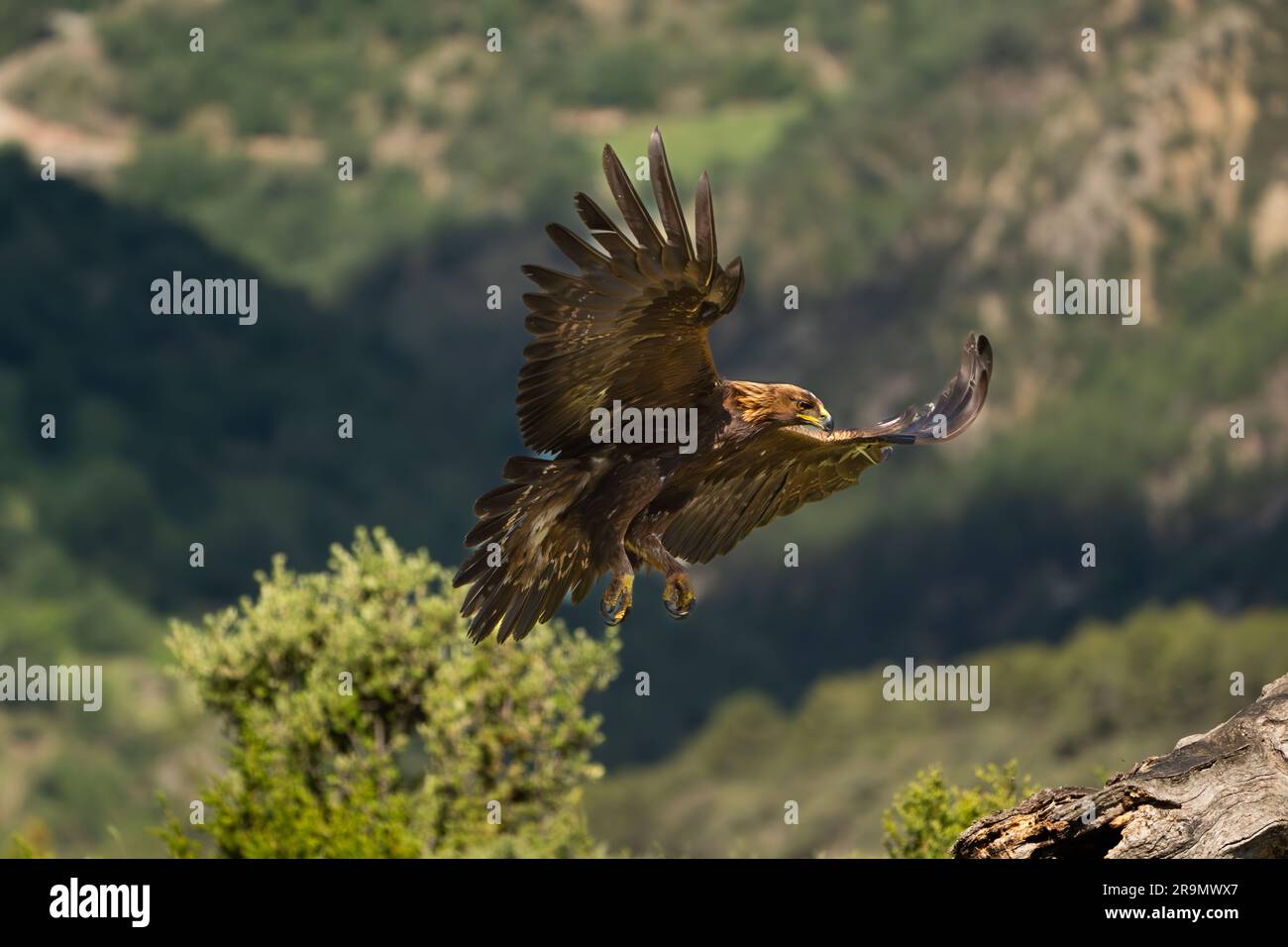 The golden eagle (Aquila chrysaetos) Photographed in the Pyrenees Mountains, Spain Stock Photo