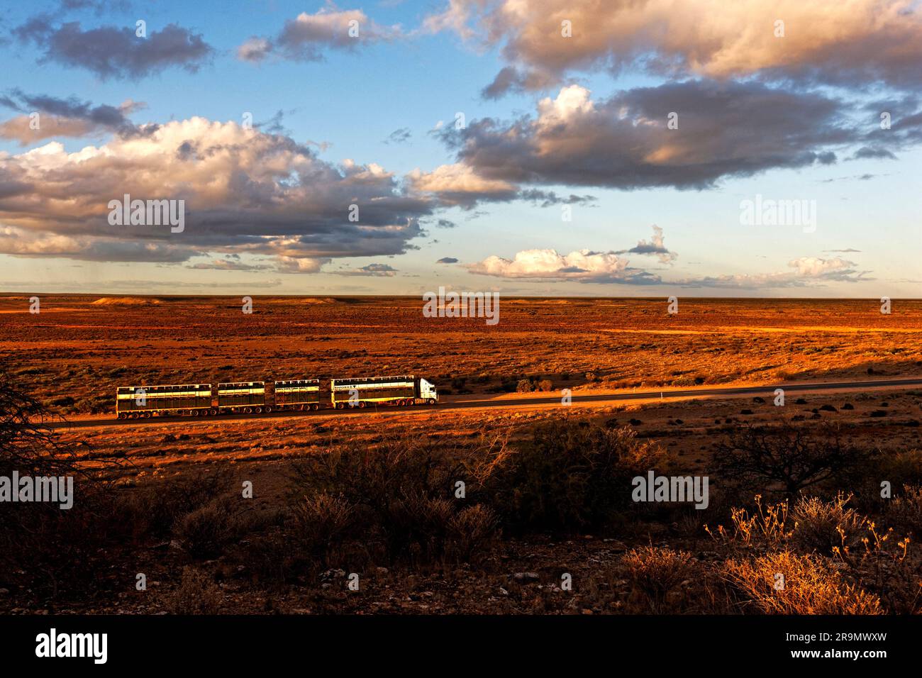 Live stock road train truck on the northwest coastal highway,  Pilbara,  Western Australia Stock Photo