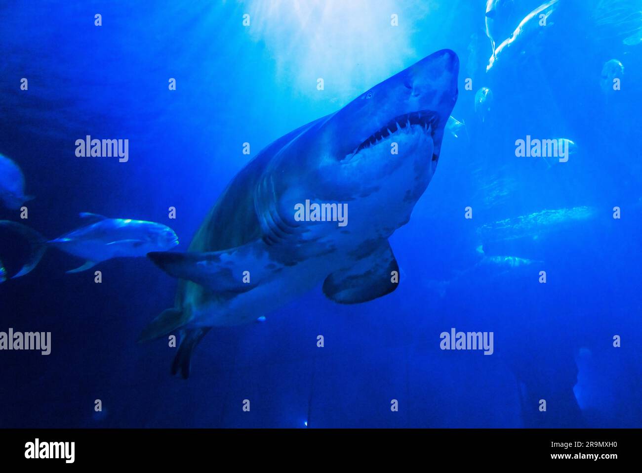 Sand Tiger shark [ Carcharias taurus ] in aquarium at the National Marine Aquarium in Plymouth, Devon, UK Stock Photo