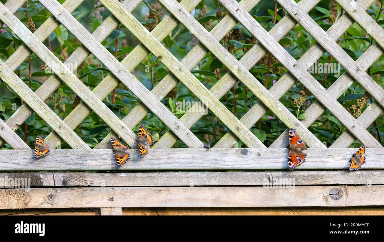 Peacock Butterfly [ Aglais io ] and Painted lady butterflies [ Vanessa cardui ] on garden fence Stock Photo