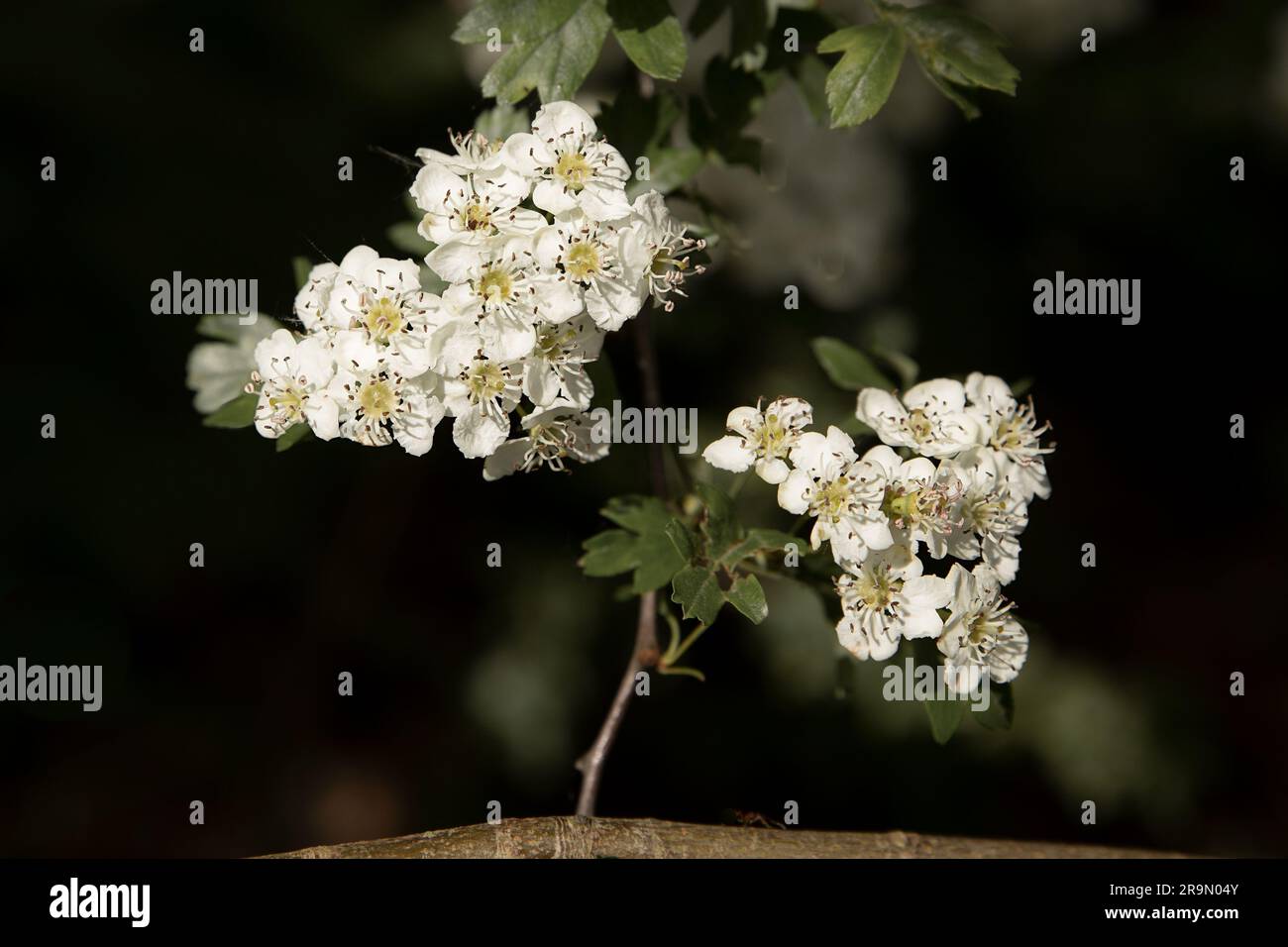 pictured here are the flowers of the common hawthorn, Crataegus monogyna.it shows the clusters of flower heads. It is also known as one-seed hawthorn, Stock Photo