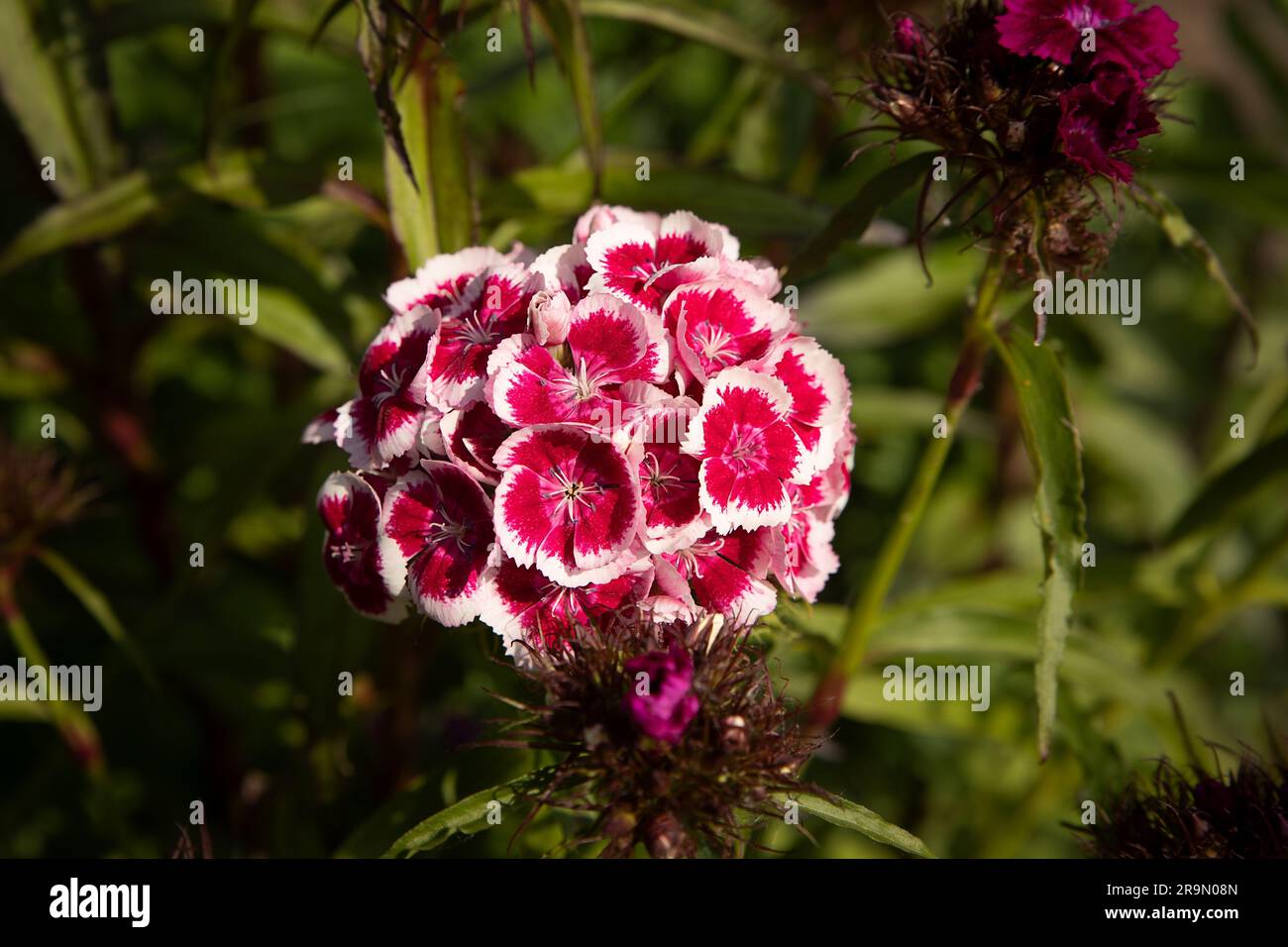 A close up of a sweet william, Dianthus barbatus. It shows the flower heads in bloom against a natural background with copy space Stock Photo