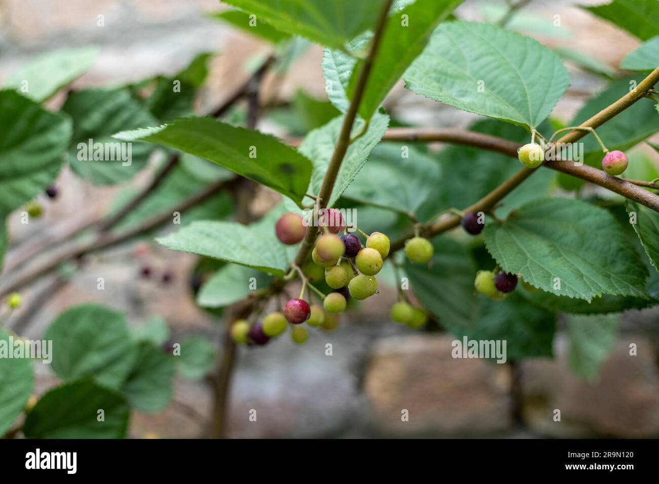 Grewia asiatica fruit growing on a falsa fruit plant. Stock Photo