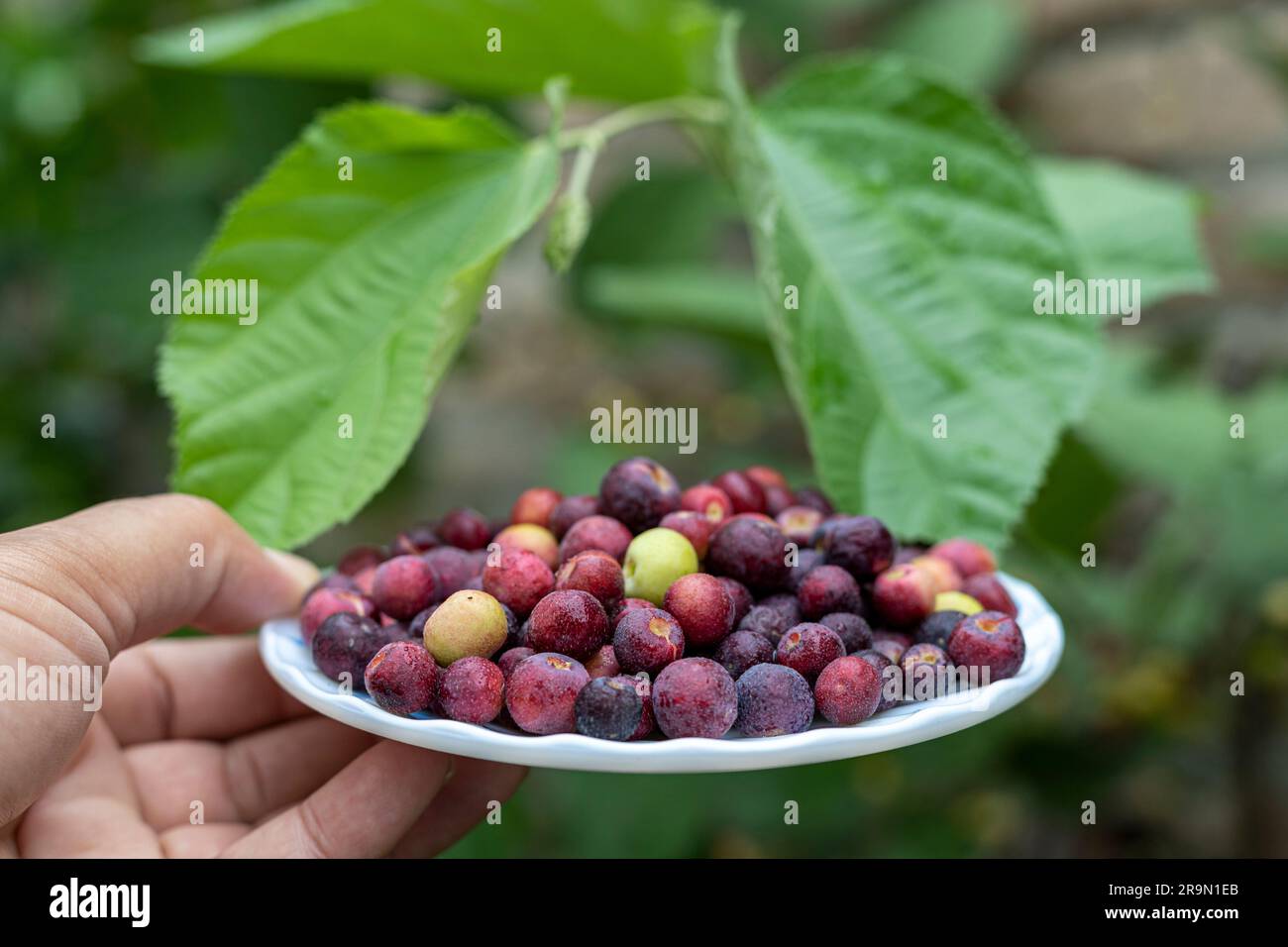 Fresh harvested ripe falsa fruit closeup with selective focus and blurred background. Stock Photo
