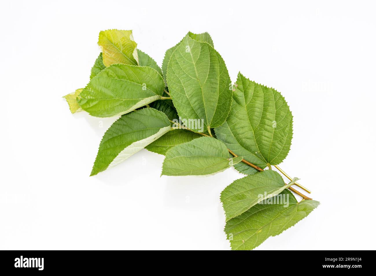 Grewia Asiatica phalsa branch with green leaves isolated on a white  background Stock Photo - Alamy