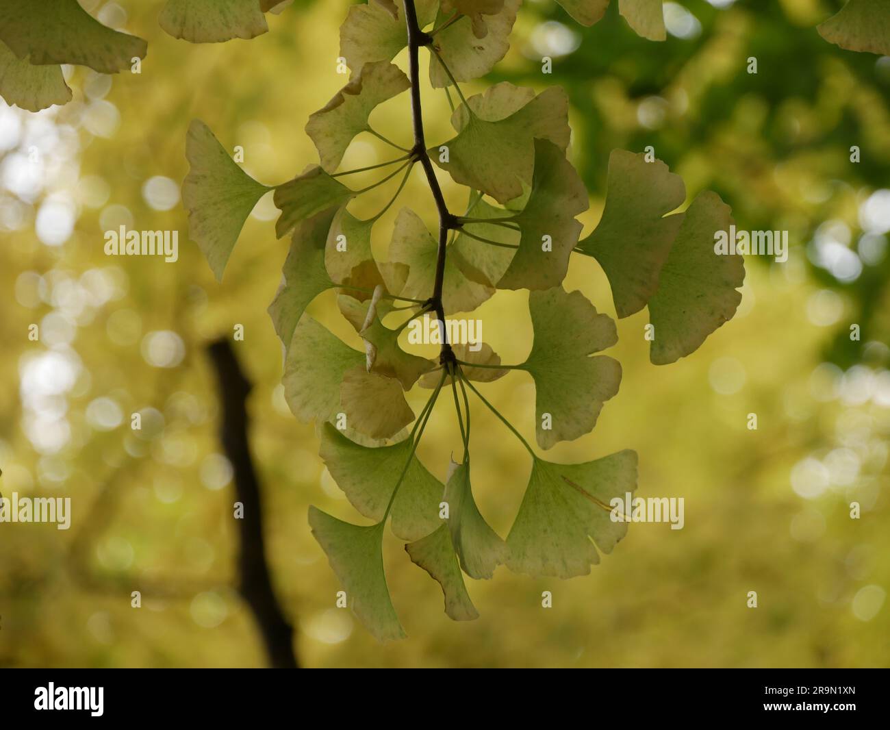 Ginkgo biloba leaves turning golden in autumn in japan, during koyo
