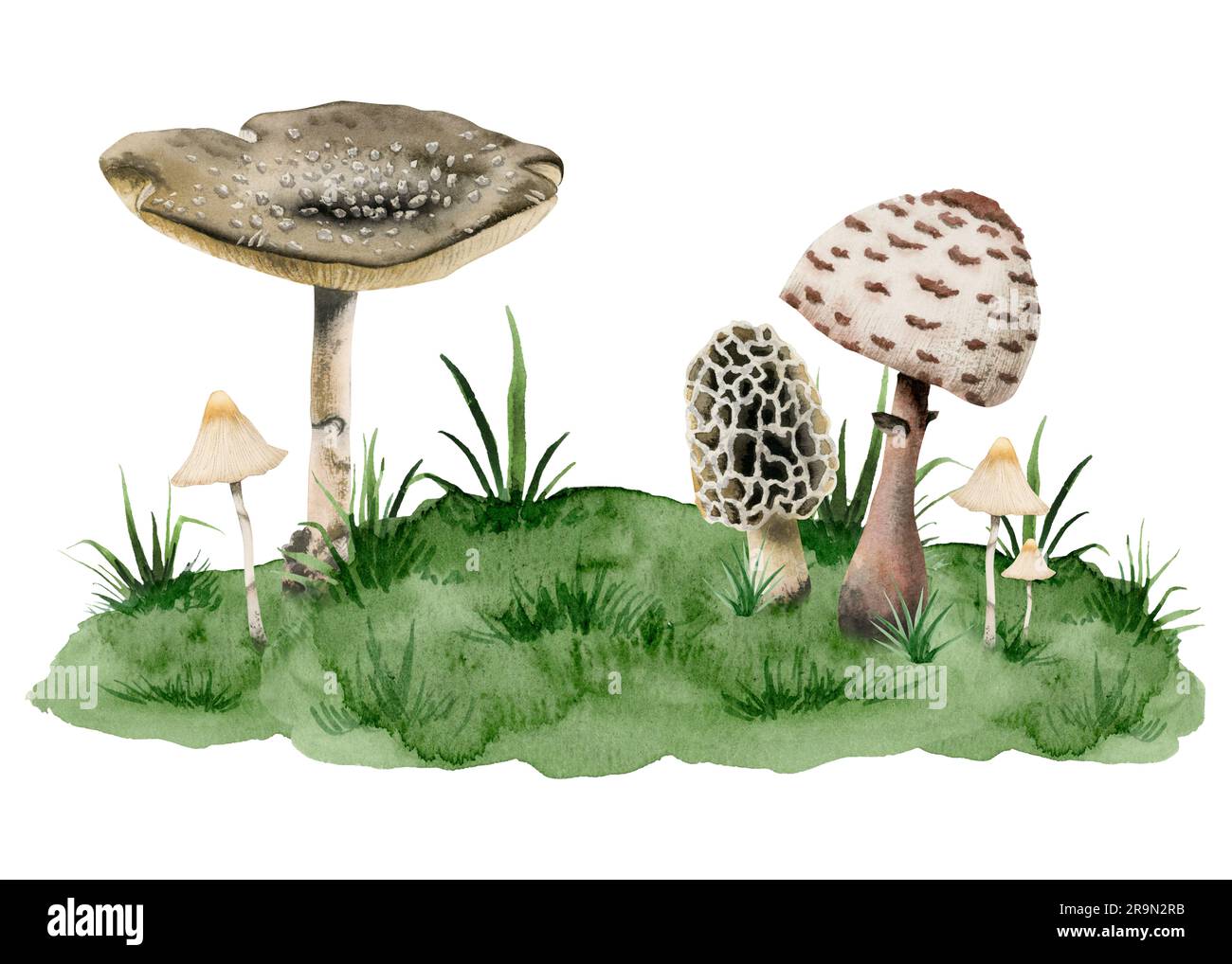 Amanita panther cap poisonous mushrooms, toadstool and fungus growing on green hill with grass watercolor illustration Stock Photo