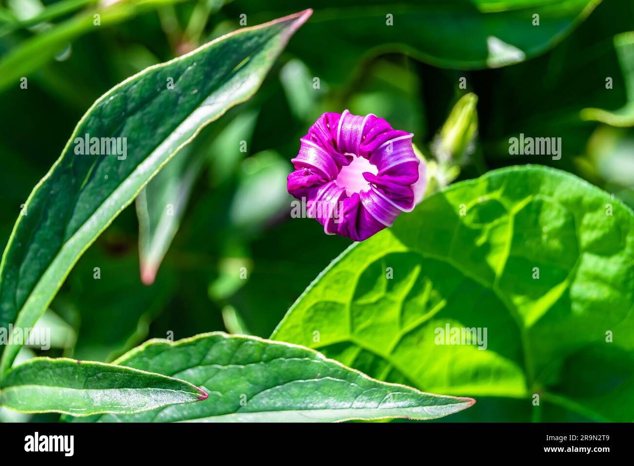 Photography on theme beautiful wild growing flower petunia on background meadow, photo consisting from wild growing flower petunia to grass meadow, wi Stock Photo