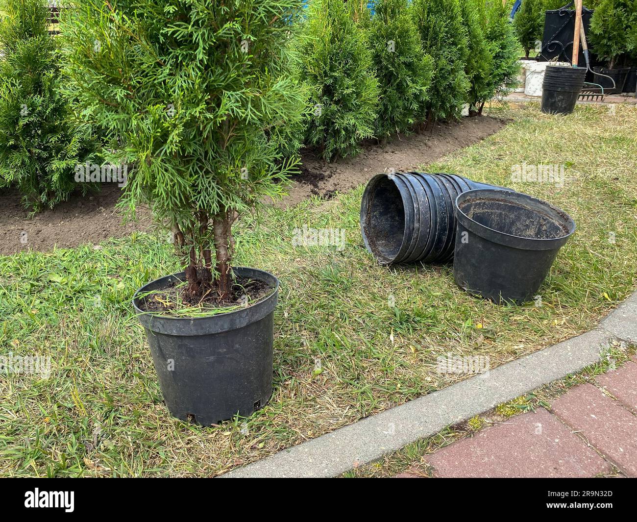 Transplanting thuja trees from pots into the ground, selective focus. Newly planted trees Stock Photo