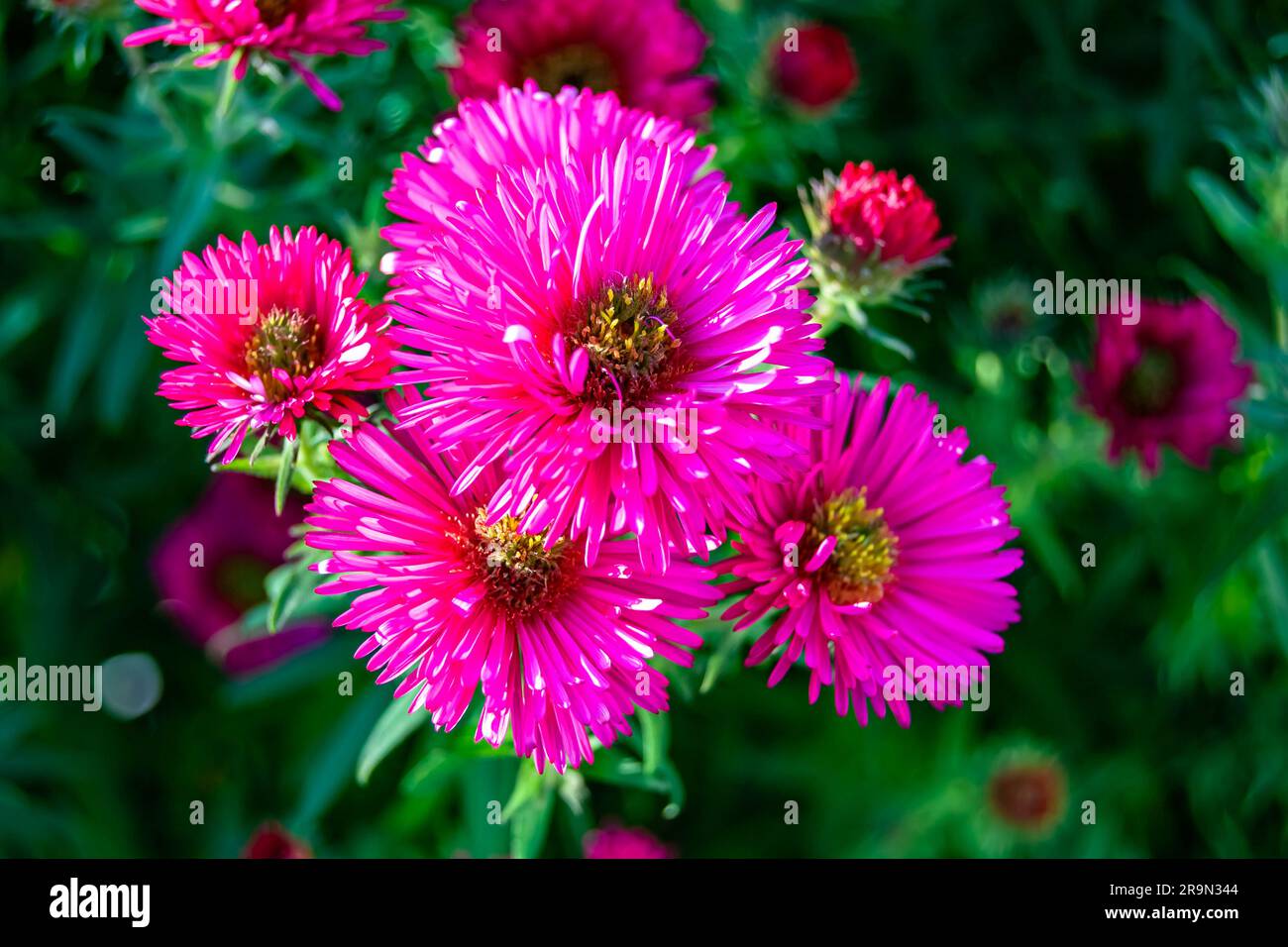Photography on theme beautiful wild growing flower lampranthus on background meadow, photo consisting of wild growing flower lampranthus to grass mead Stock Photo
