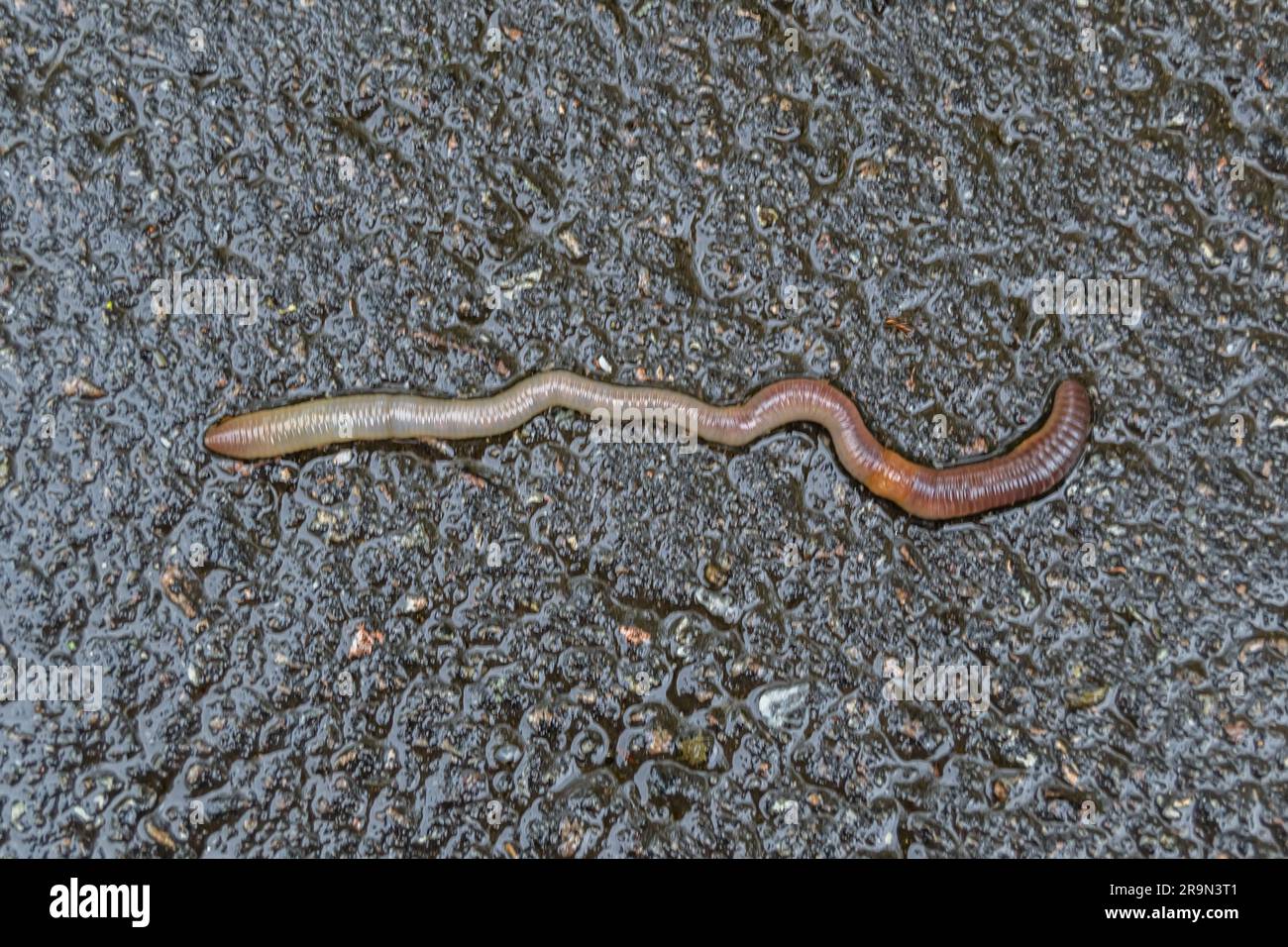 Red earthworm it live bait for fishing isolated on dark background,  photography consisting of striped gaunt earthworm at asphalt, natural  beauty from Stock Photo - Alamy