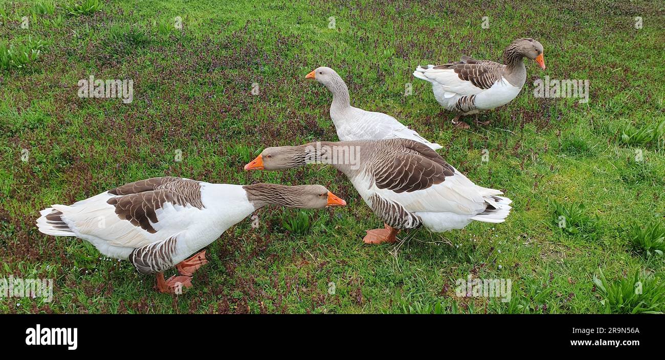Flock migratory geese on summer hi res stock photography and images Alamy