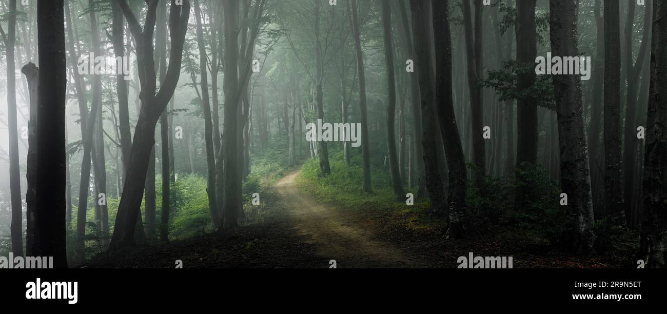A landscape view of a scenic, misty pathway in a lush forest with tall ...
