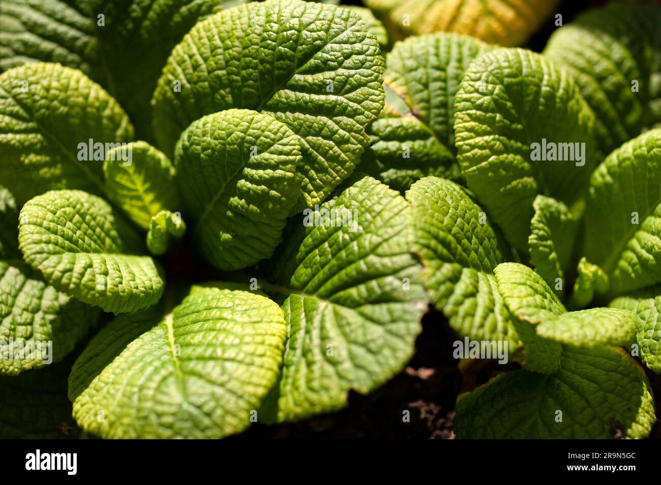 Primrose leaves Stock Photo