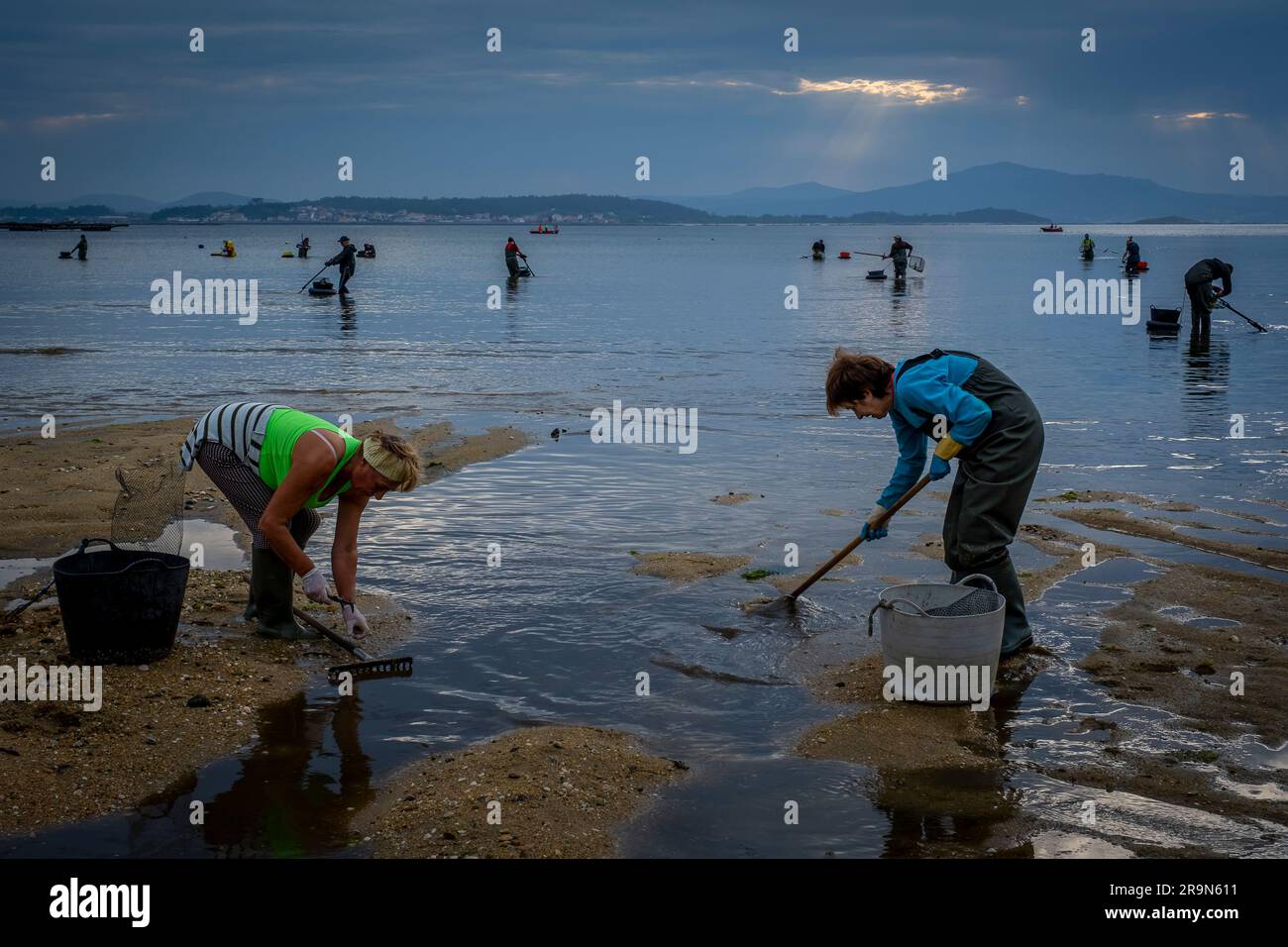 Shellfishing, workers collecting shellfish at the Arenal beach in the Ria of Arosa, in Pobra do Caraminal, Spain Stock Photo