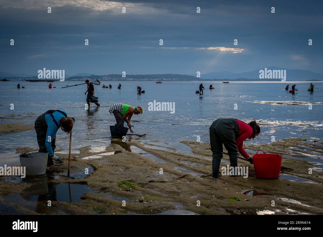 Shellfishing, workers collecting shellfish at the Arenal beach in the Ria of Arosa, in Pobra do Caraminal, Spain Stock Photo