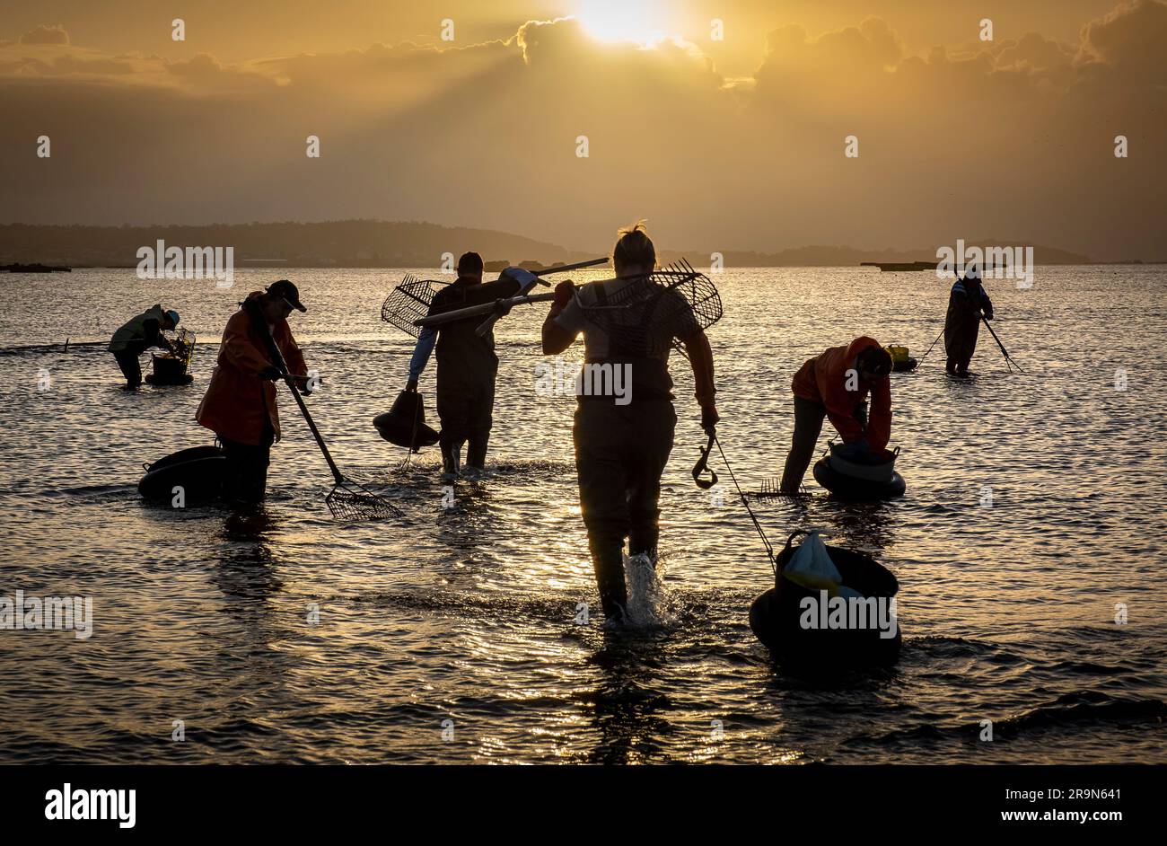 Shellfishing, workers collecting shellfish at the Arenal beach in the Ria of Arosa, in Pobra do Caraminal, Spain Stock Photo
