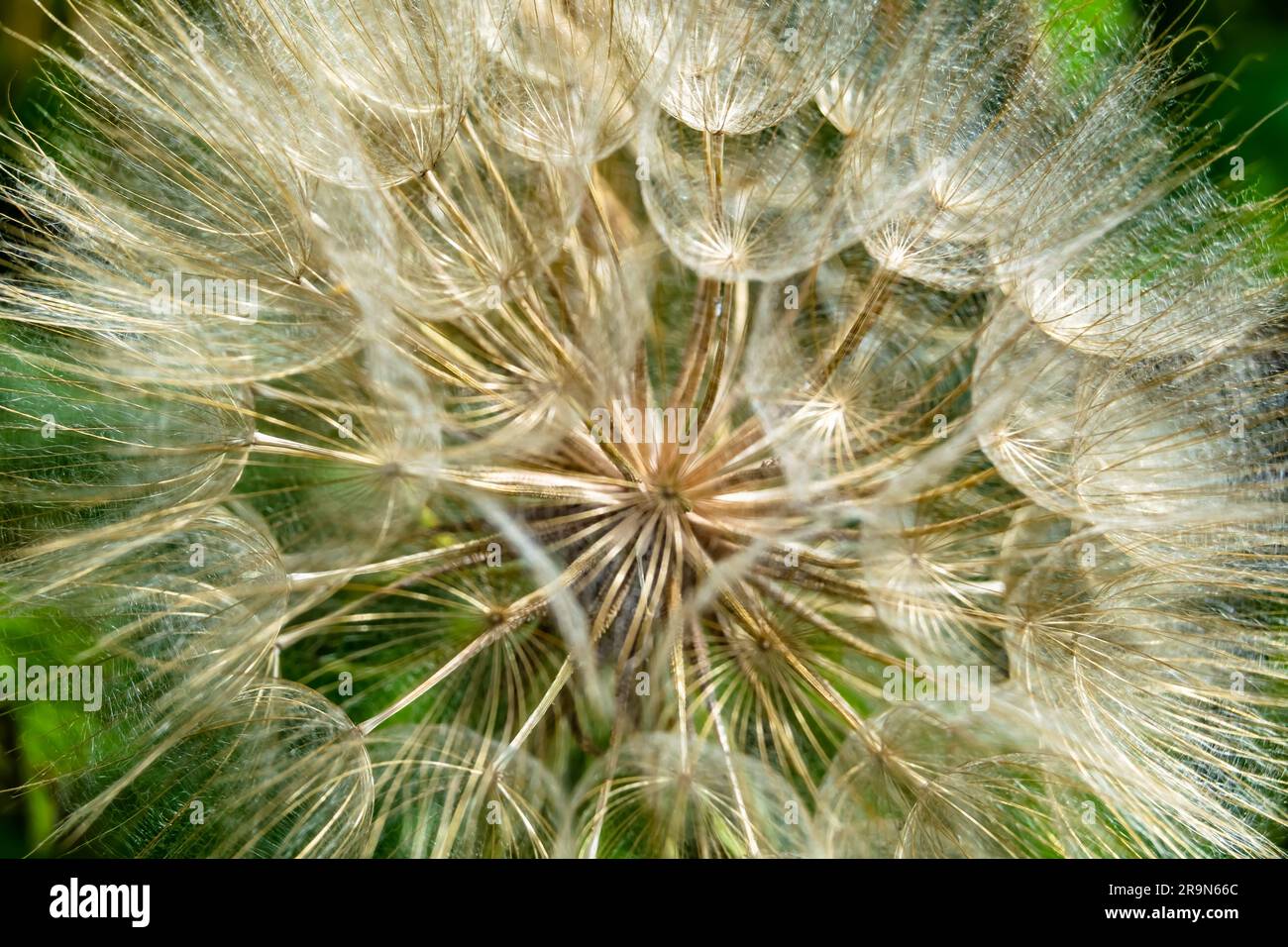 Beautiful wild growing flower seed dandelion on background meadow, photo consisting from wild growing flower seed dandelion to grass meadow, wild grow Stock Photo