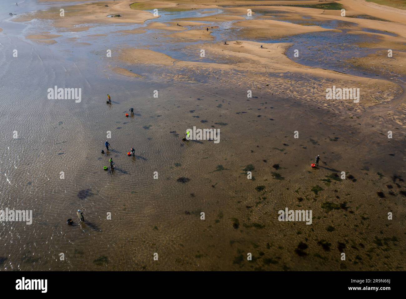Shellfishing, workers collecting shellfish at the Arenal beach in the Ria of Arosa, in Pobra do Caraminal, Spain Stock Photo