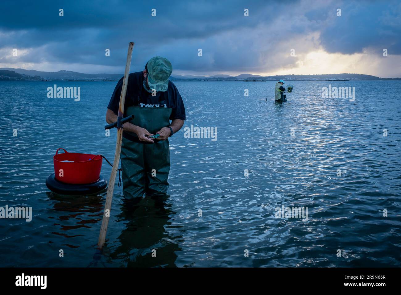 Shellfishing, workers collecting shellfish at the Arenal beach in the Ria of Arosa, in Pobra do Caraminal, Spain Stock Photo