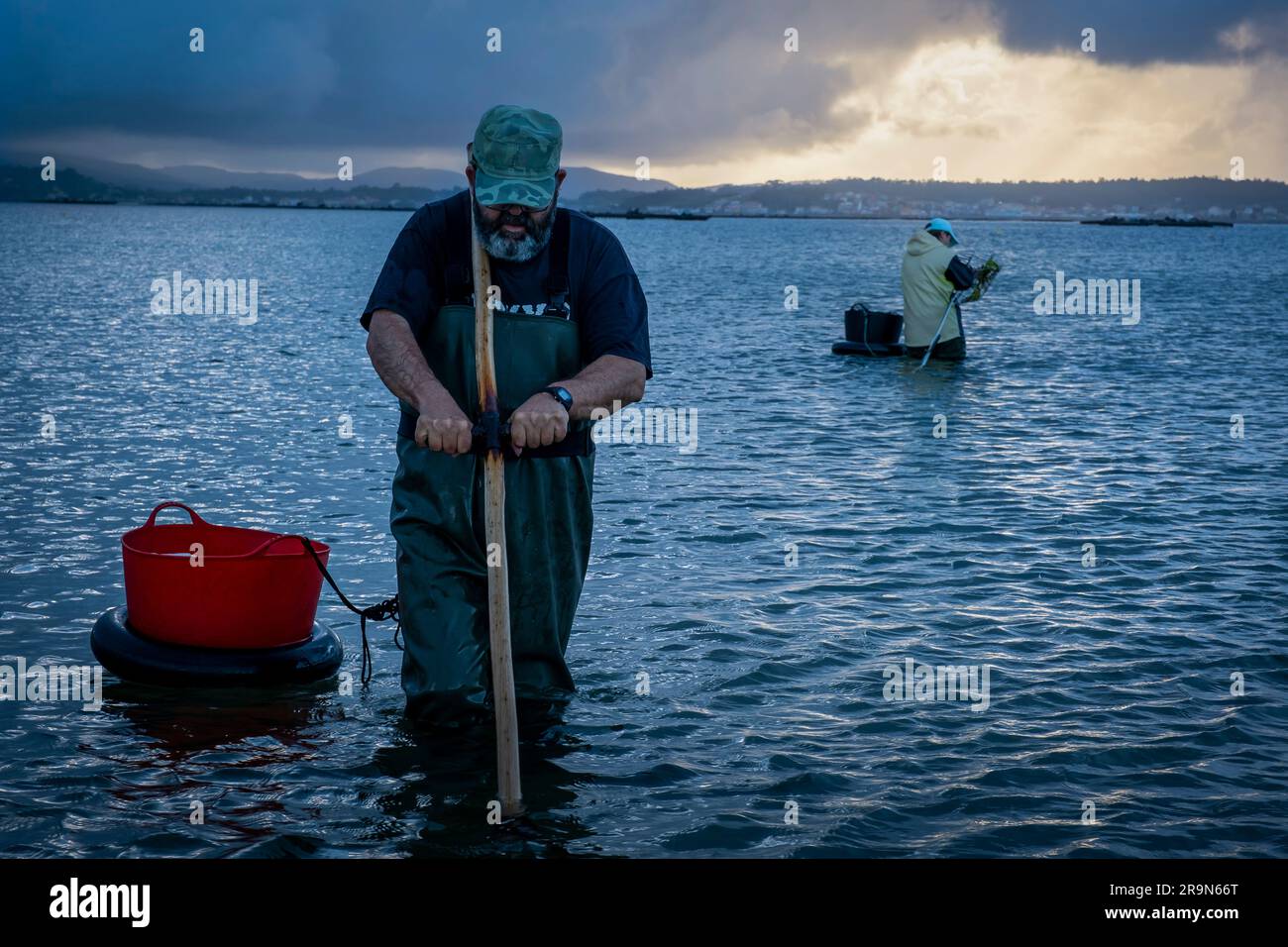 Shellfishing, workers collecting shellfish at the Arenal beach in the Ria of Arosa, in Pobra do Caraminal, Spain Stock Photo
