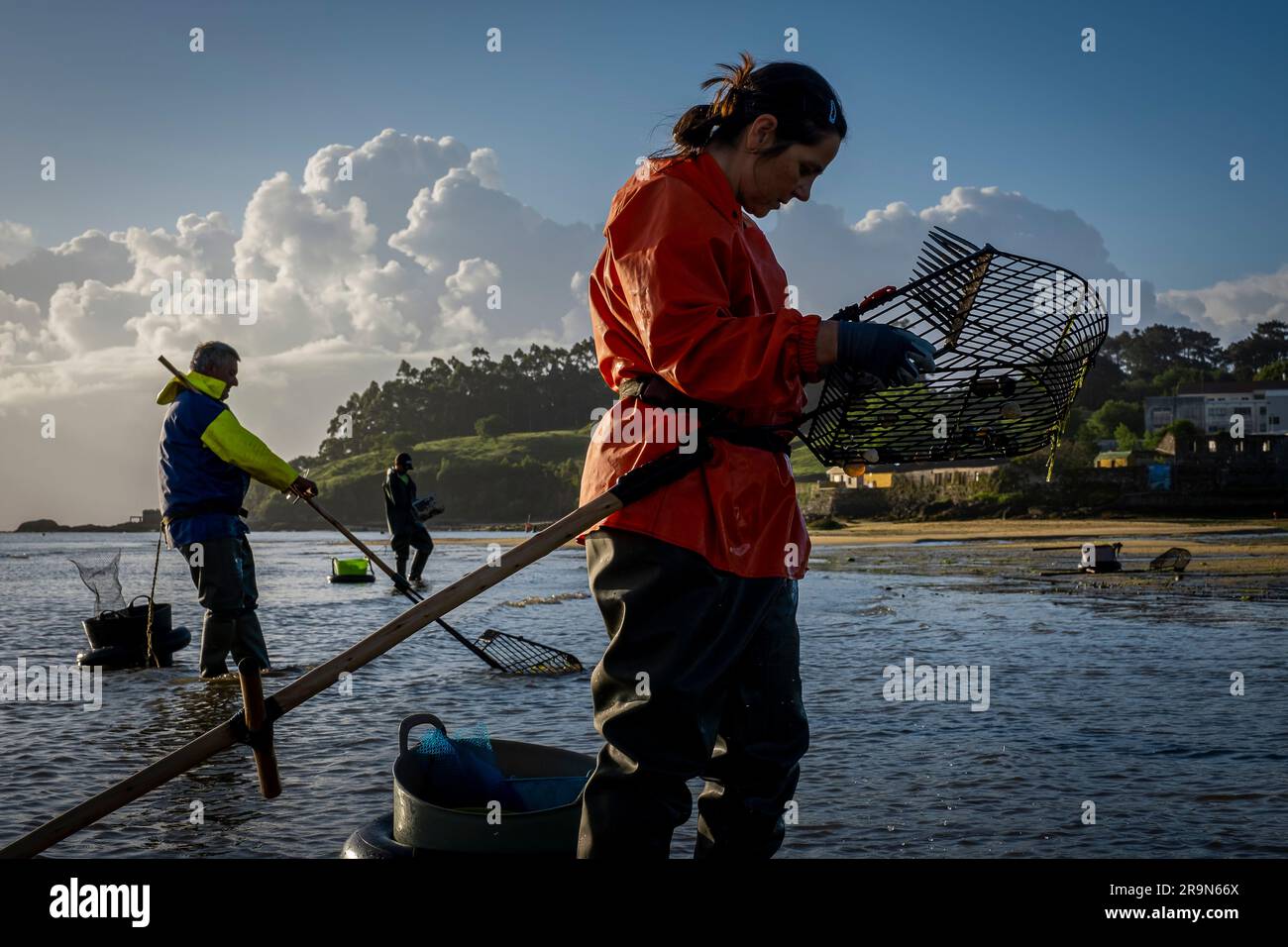 Shellfishing, workers collecting shellfish at the Arenal beach in the Ria of Arosa, in Pobra do Caraminal, Spain Stock Photo