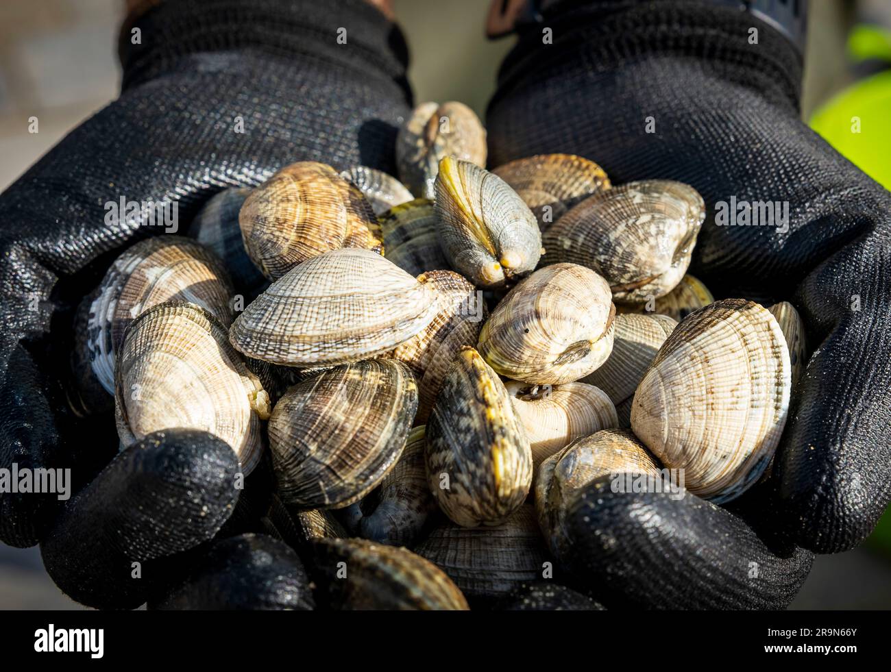 Shellfishing, workers collecting shellfish at the Arenal beach in the Ria of Arosa, in Pobra do Caraminal, Spain Stock Photo