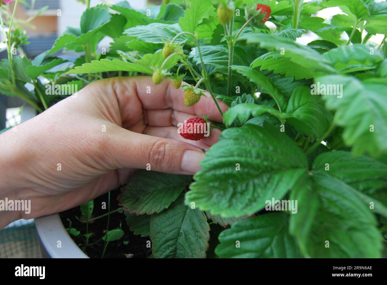 strawberry and wild strawberry in a balcony box Stock Photo - Alamy