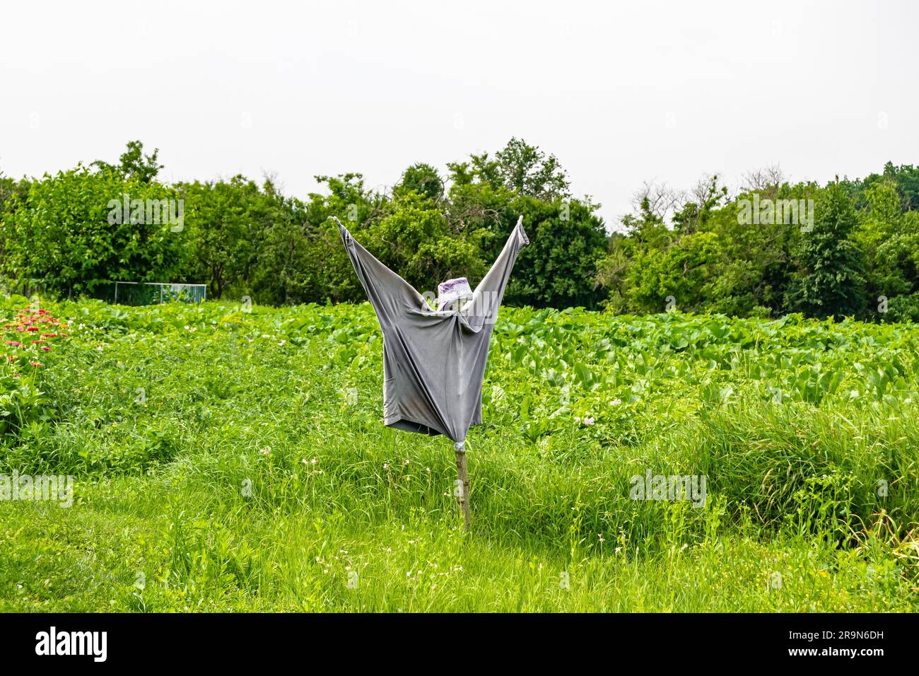 Scary scarecrow in garden discourages hungry birds, beautiful landscape