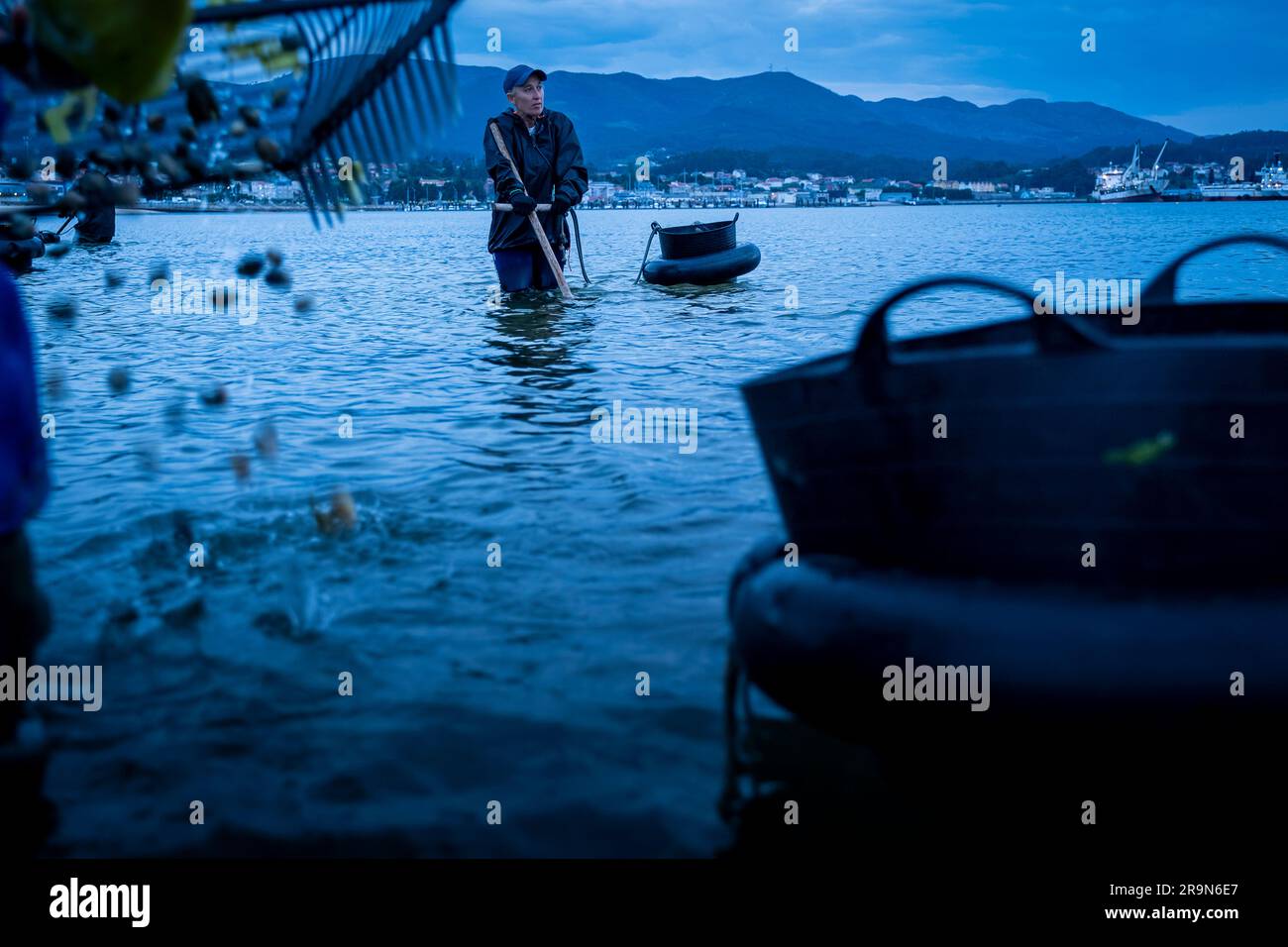 Shellfishing, workers collecting shellfish at the Arenal beach in the Ria of Arosa, in Pobra do Caraminal, Spain Stock Photo
